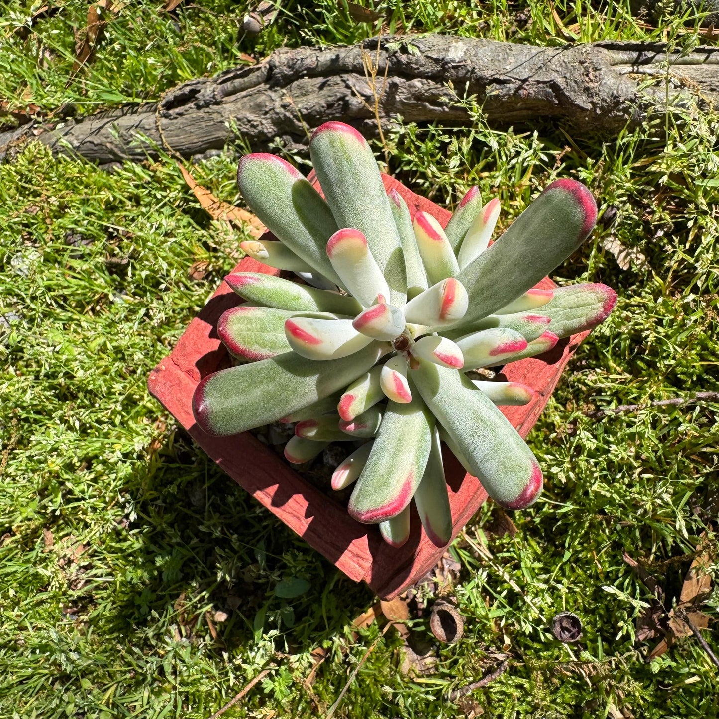 Cotyledon' orbiculata var. oophylla variegata',Long Leaf , 2.5inches