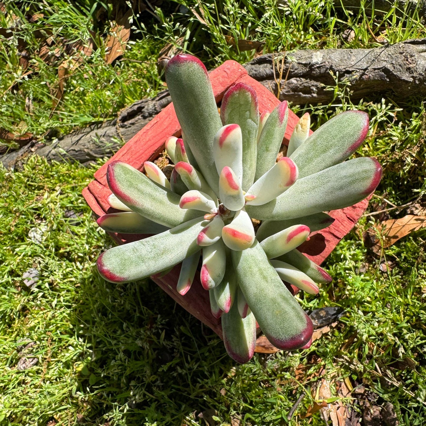 Cotyledon' orbiculata var. oophylla variegata',Long Leaf , 2.5inches