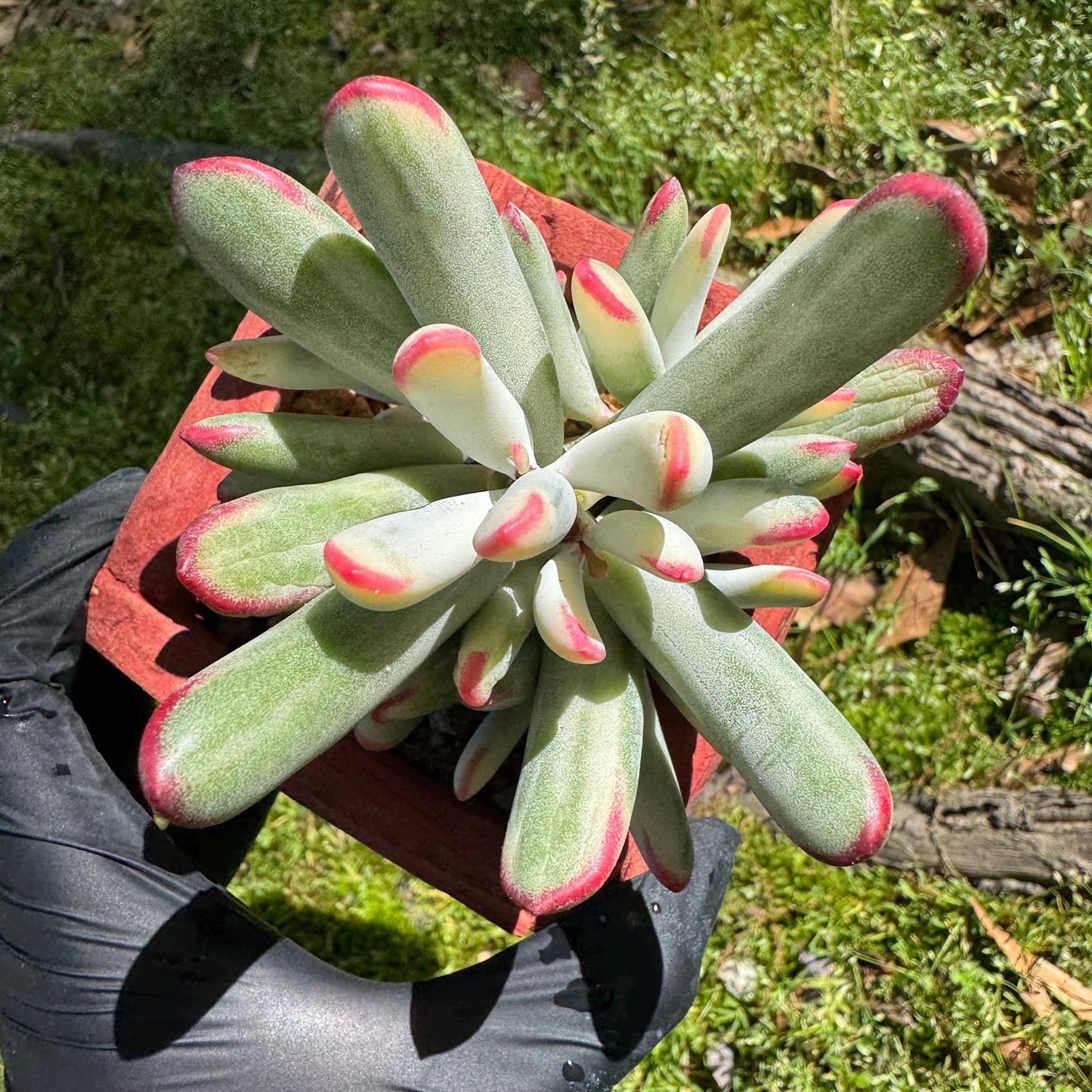 Cotyledon' orbiculata var. oophylla variegata',Long Leaf , 2.5inches