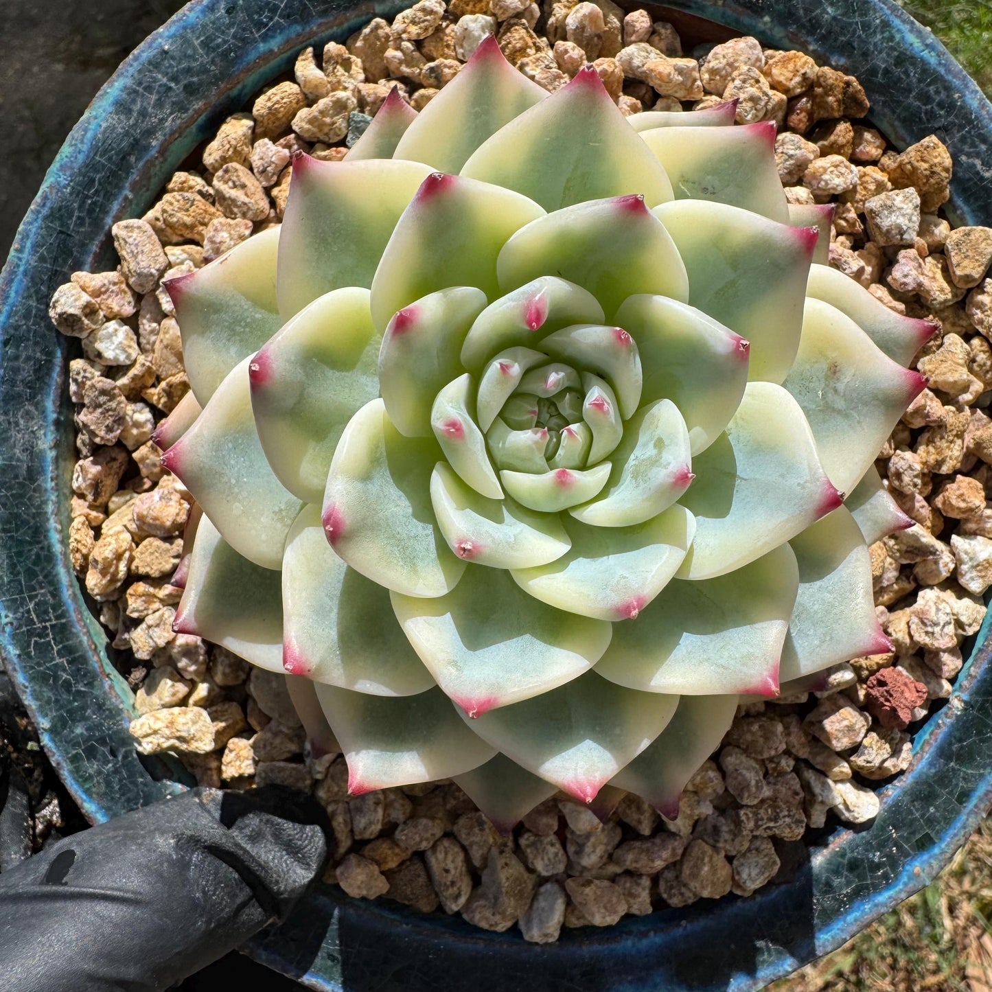 Rare succulents , Echeveria 'chihuahuensis Variegated' , 3.7inches