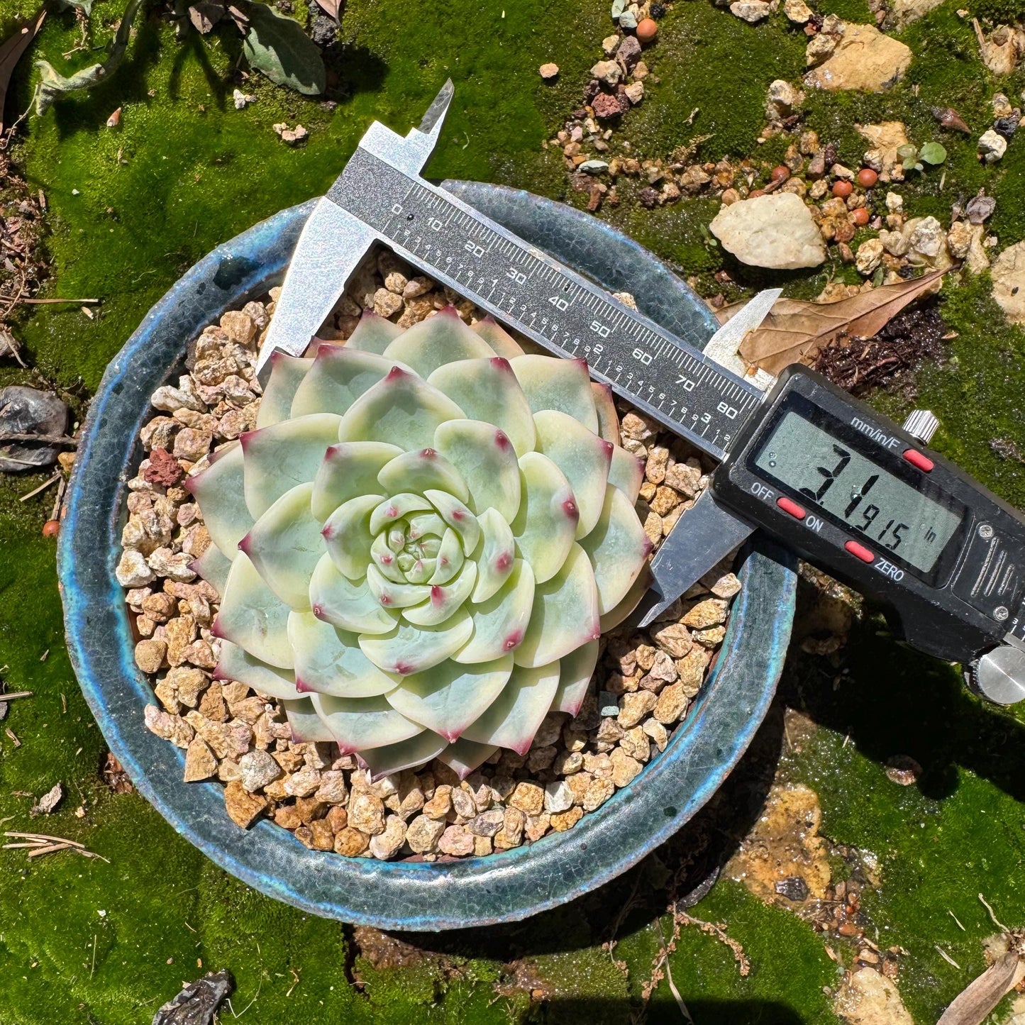 Rare succulents , Echeveria 'chihuahuensis Variegated' , 3.7inches