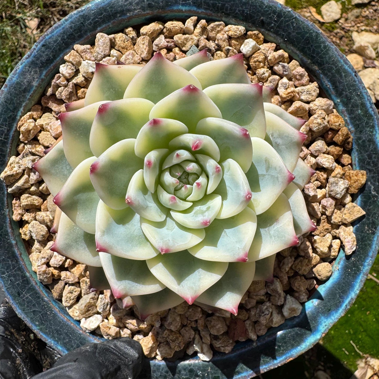 Rare succulents , Echeveria 'chihuahuensis Variegated' , 3.7inches