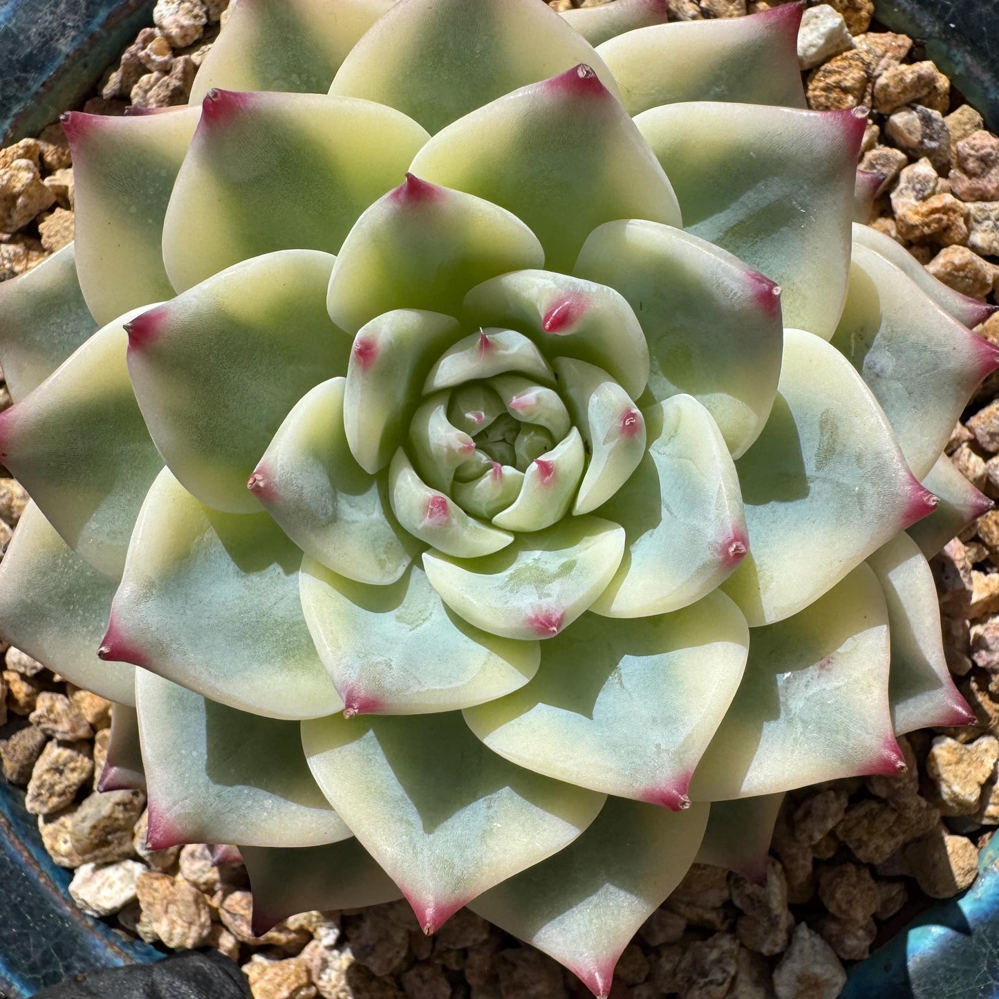 Rare succulents , Echeveria 'chihuahuensis Variegated' , 3.7inches