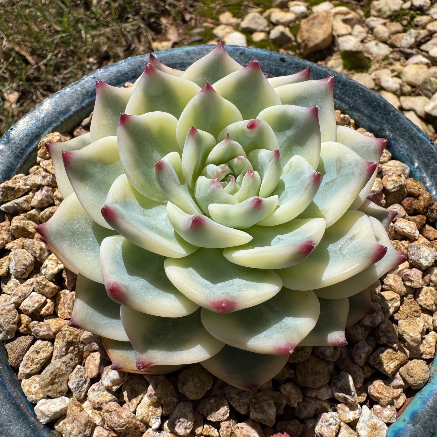 Rare succulents , Echeveria 'chihuahuensis Variegated' , 3.7inches