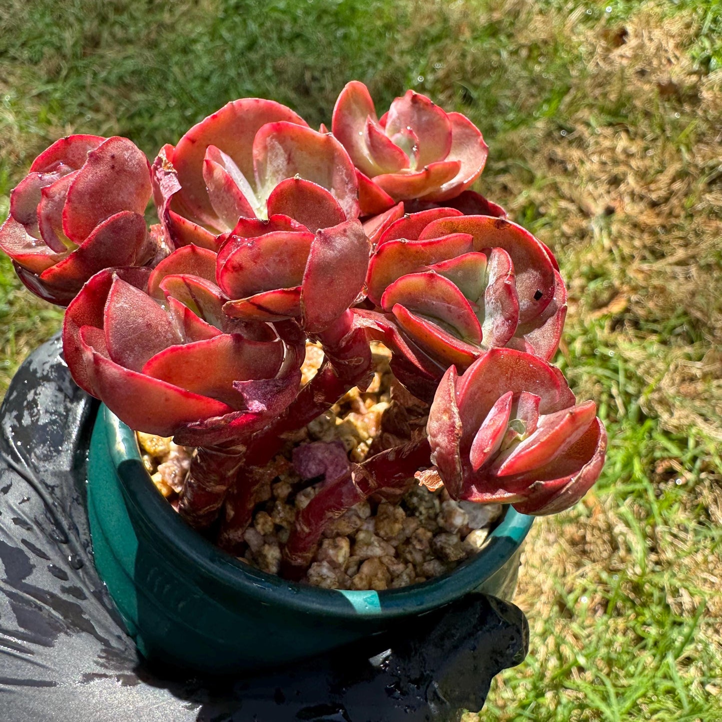 New succulents, Echeveria 'Suyon' cluster, 2.1inche
