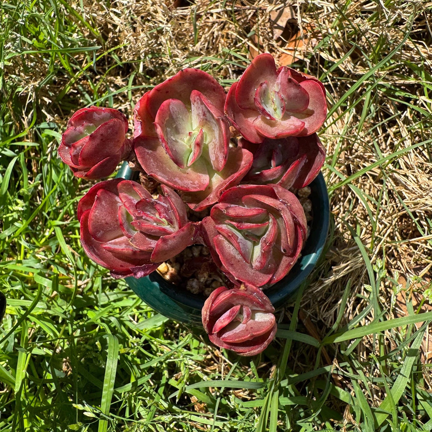 New succulents, Echeveria 'Suyon' cluster, 2.1inche