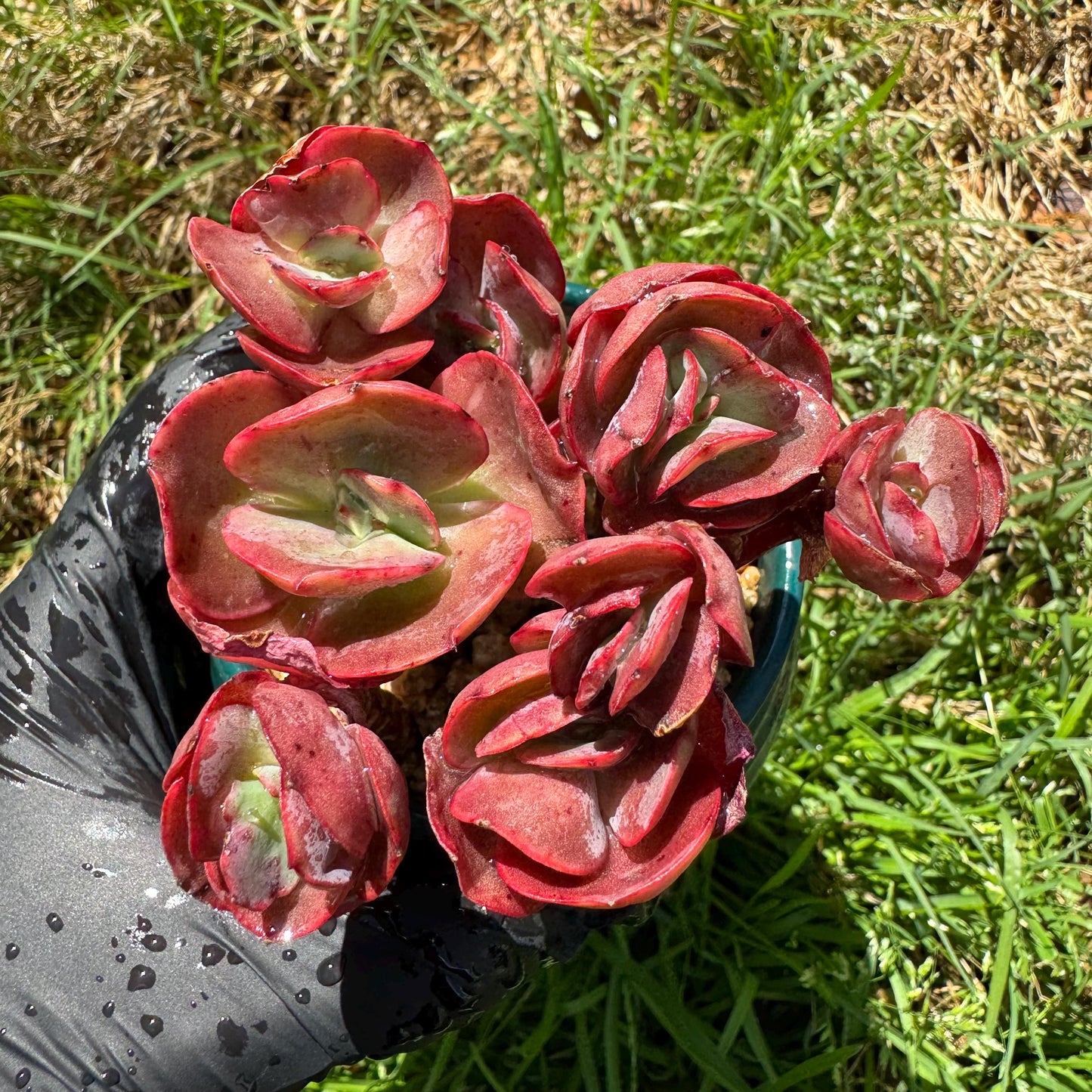 New succulents, Echeveria 'Suyon' cluster, 2.1inche