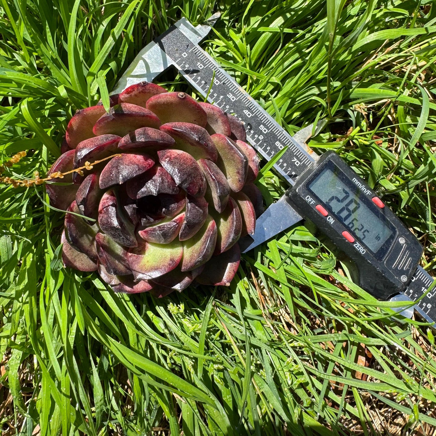 New succulents, Echeveri' Obsidian', 2.8 inches