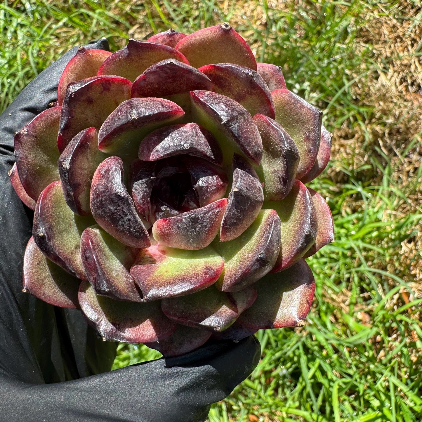 New succulents, Echeveri' Obsidian', 2.8 inches