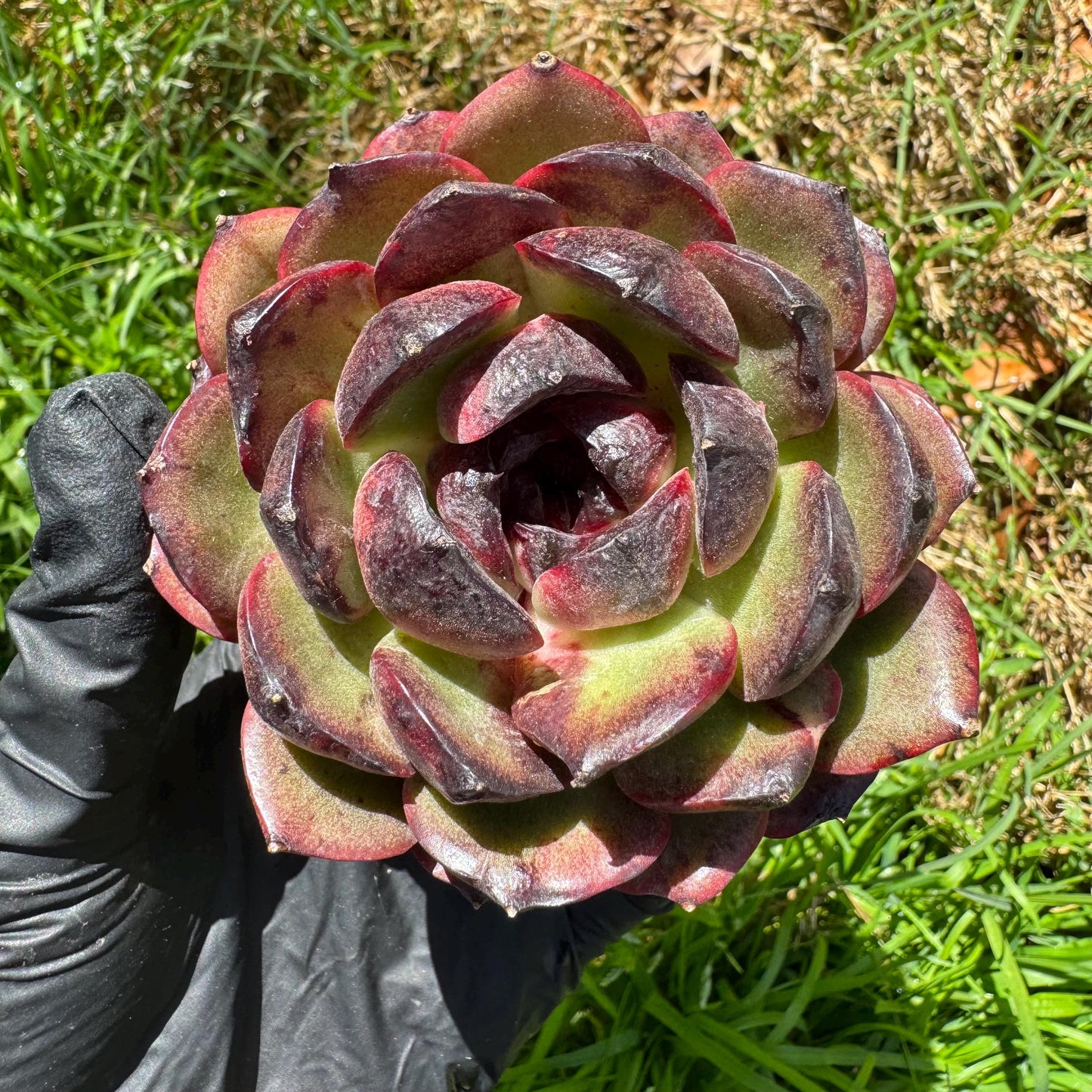 New succulents, Echeveri' Obsidian', 2.8 inches