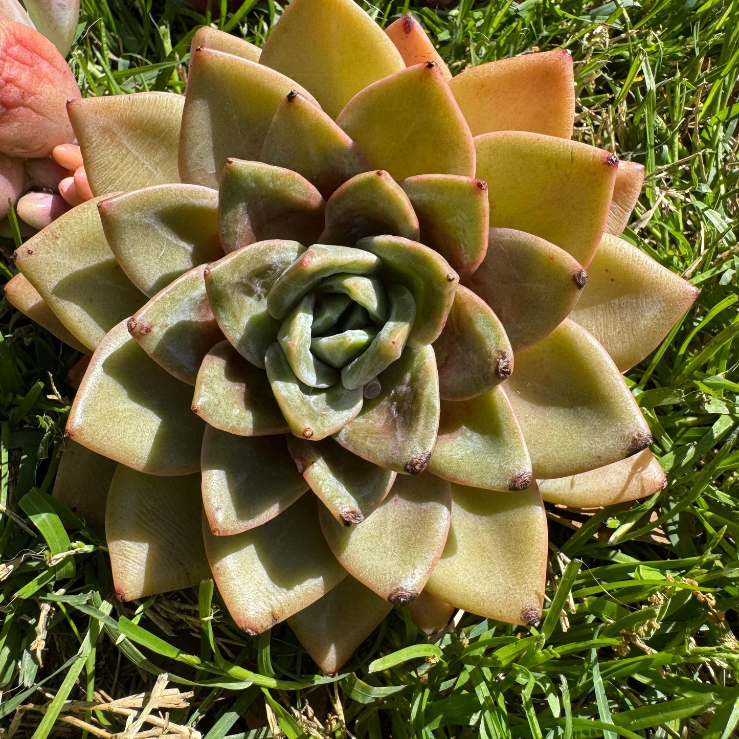 New rare succulents , Echeveria 'german champagne', 4.3inches
