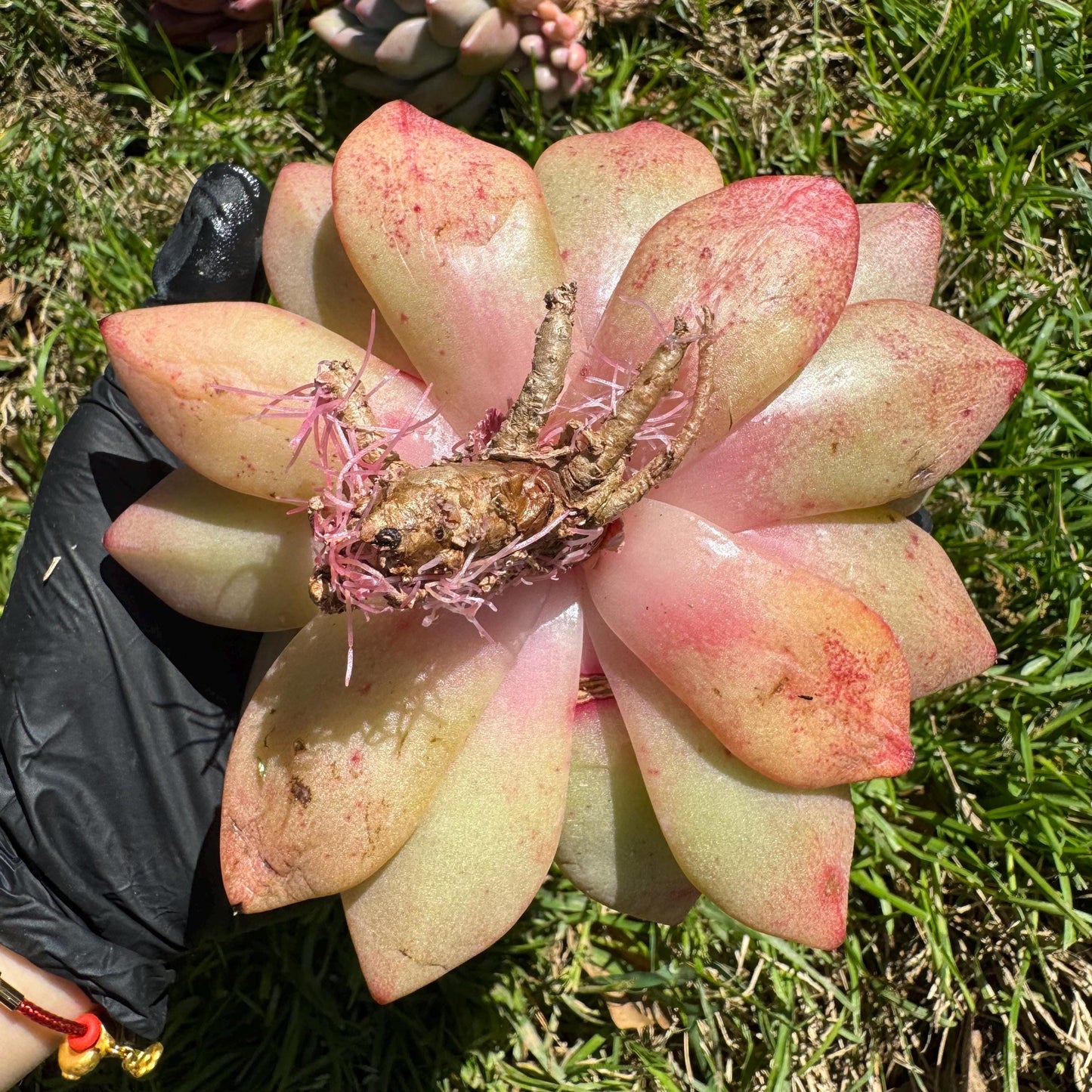 New rare succulents , Echeveria 'german champagne', 4.3inches