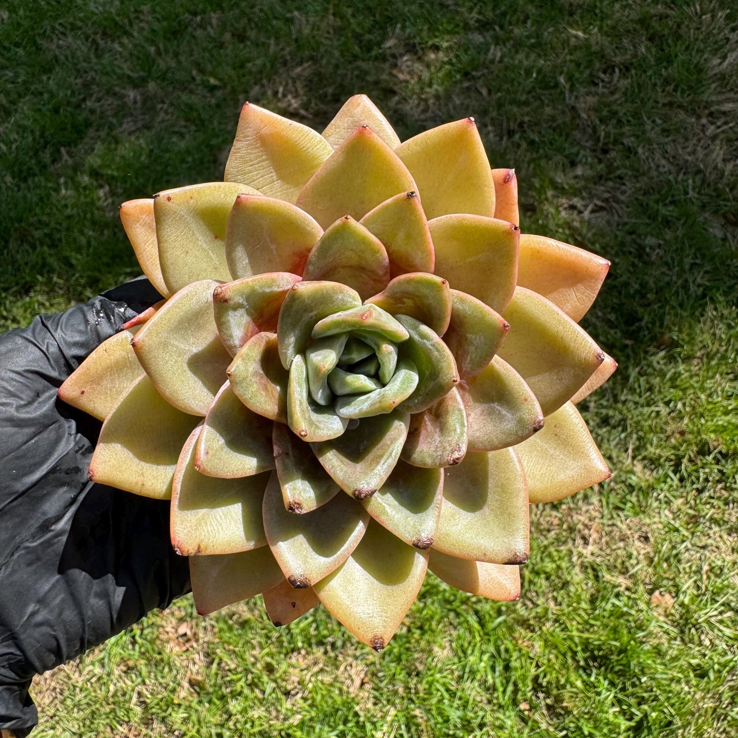 New rare succulents , Echeveria 'german champagne', 4.3inches