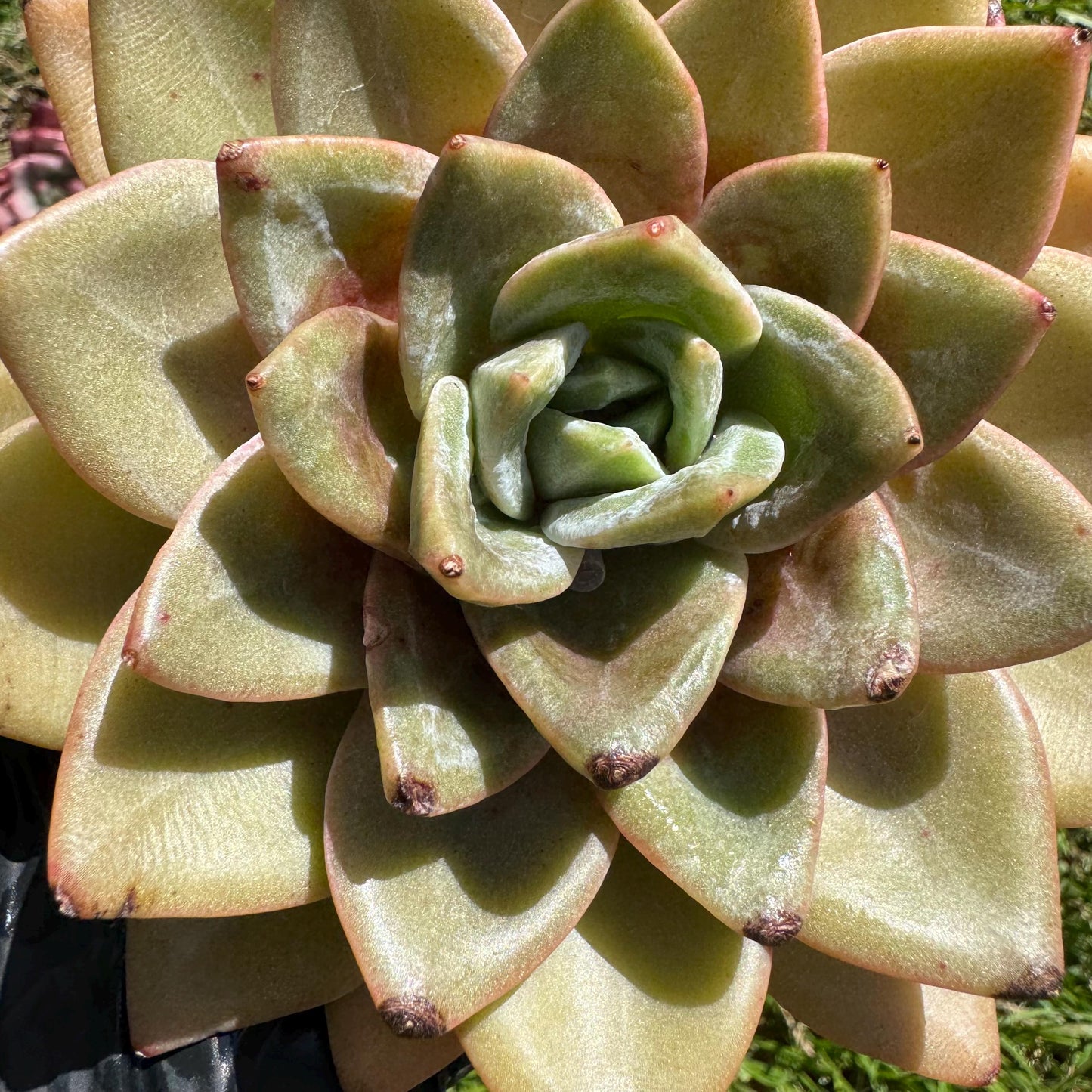 New rare succulents , Echeveria 'german champagne', 4.3inches