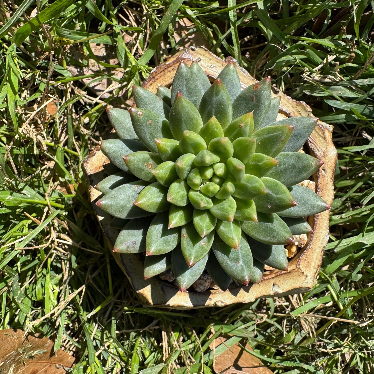 Rare succulents plants, Echeveri' oracle bone inscriptions ' , 2.4in