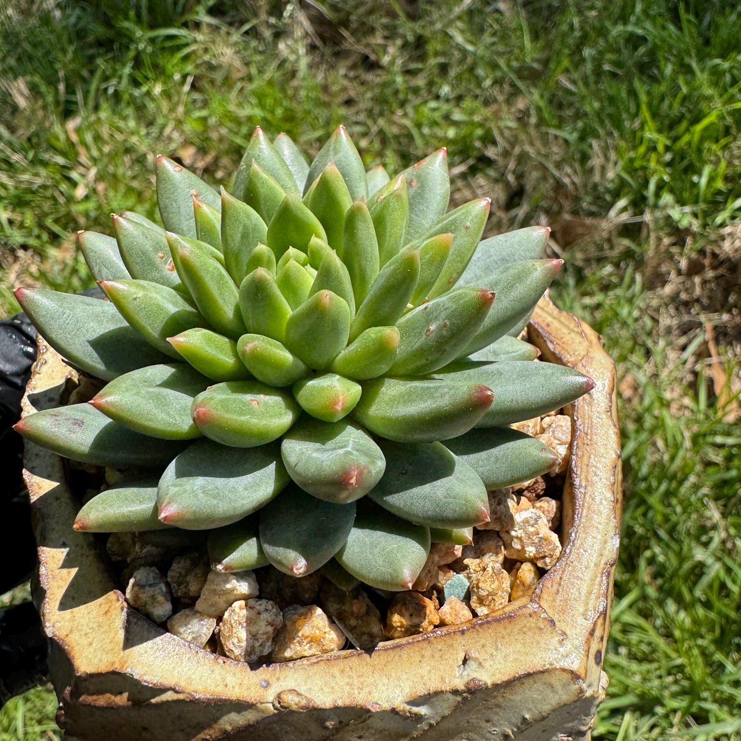 Rare succulents plants, Echeveri' oracle bone inscriptions ' , 2.4in