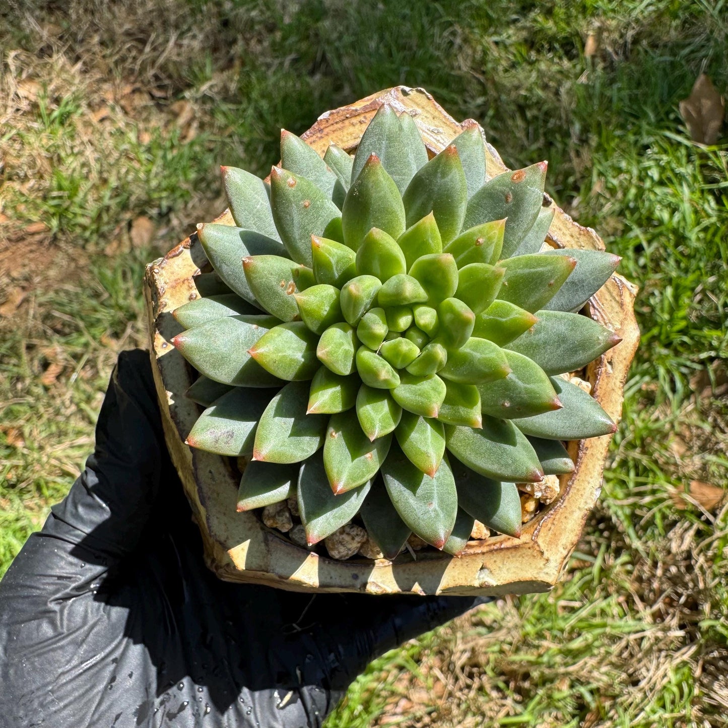 Rare succulents plants, Echeveri' oracle bone inscriptions ' , 2.4in