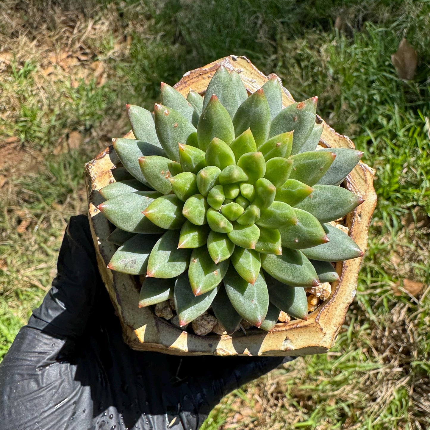 Rare succulents plants, Echeveri' oracle bone inscriptions ' , 2.4in