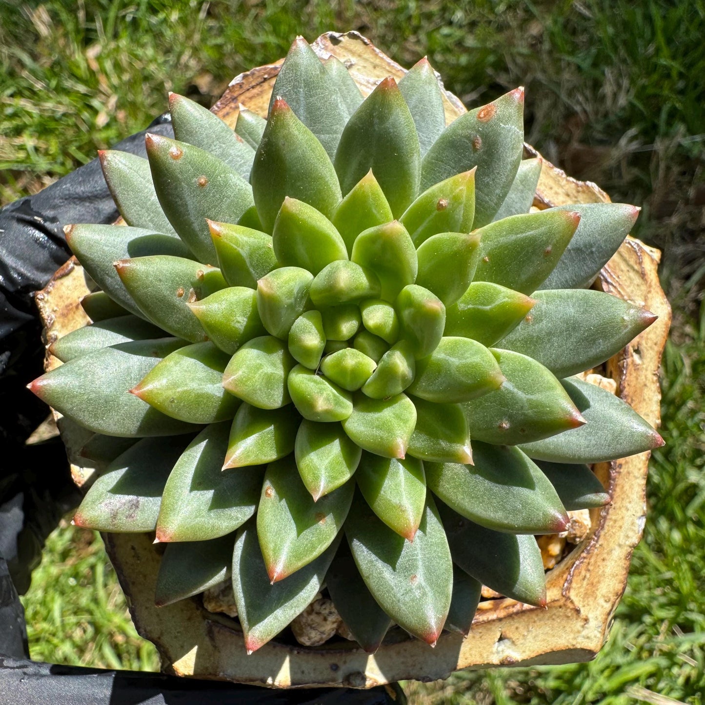 Rare succulents plants, Echeveri' oracle bone inscriptions ' , 2.4in