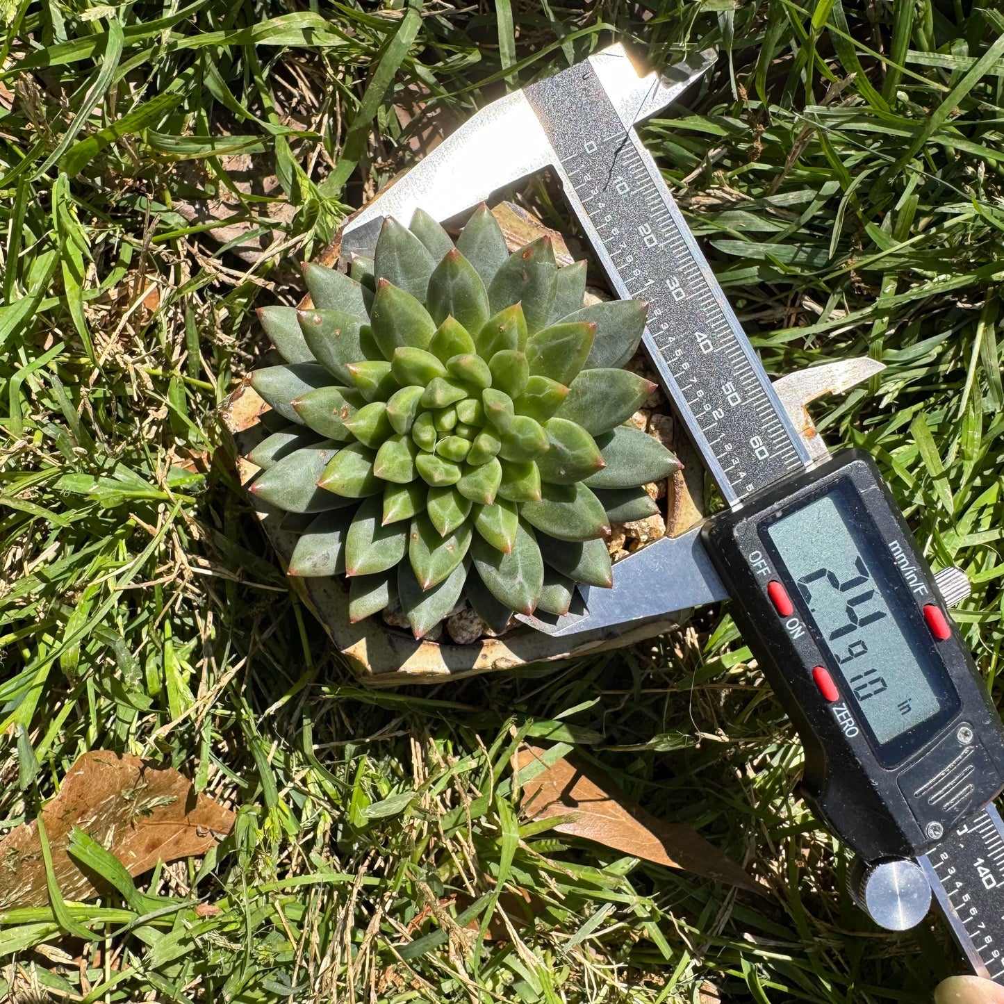 Rare succulents plants, Echeveri' oracle bone inscriptions ' , 2.4in