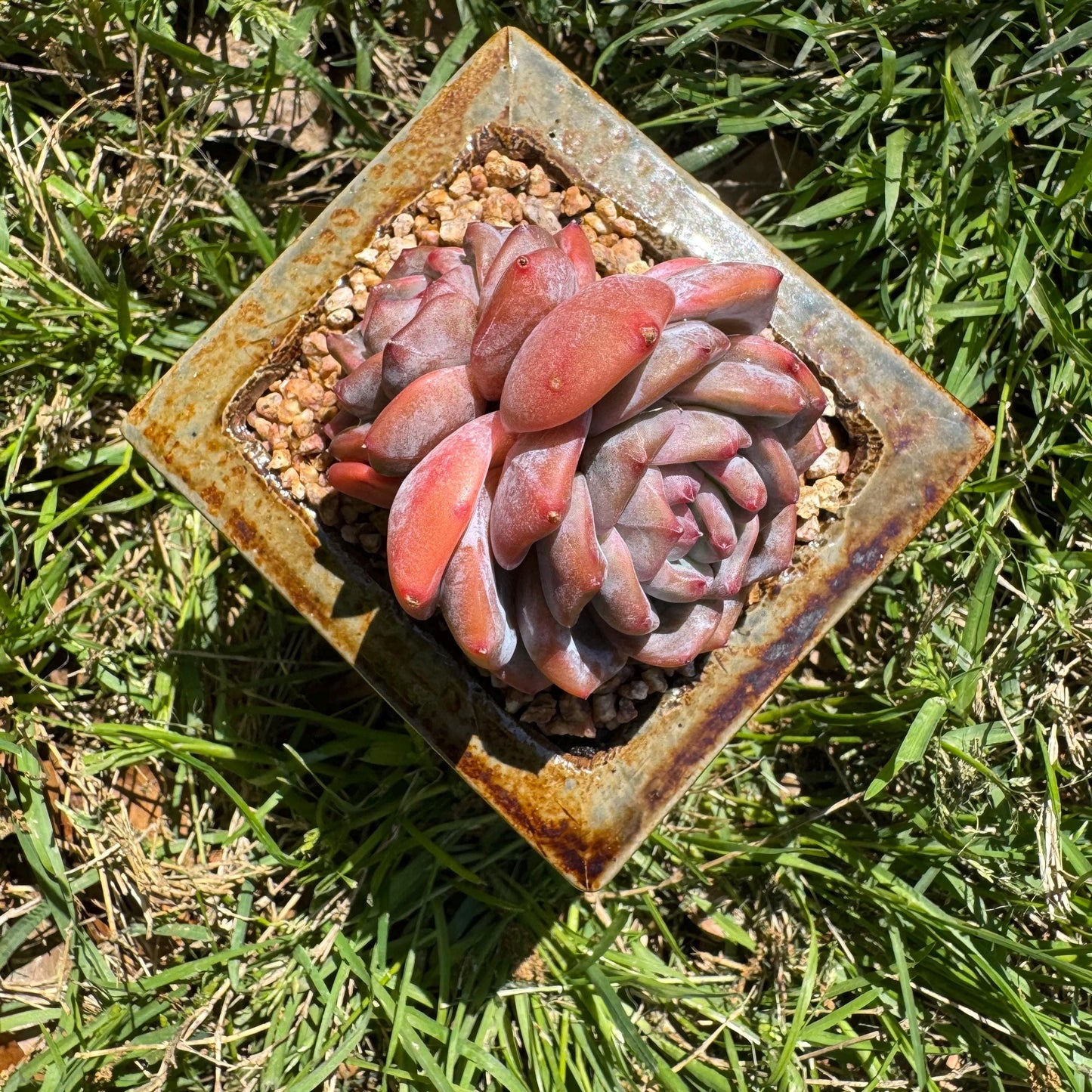 Rare succulents, Echeveria Korean ‘Orange Monroe hybrid’, 2heads, 2.4inches