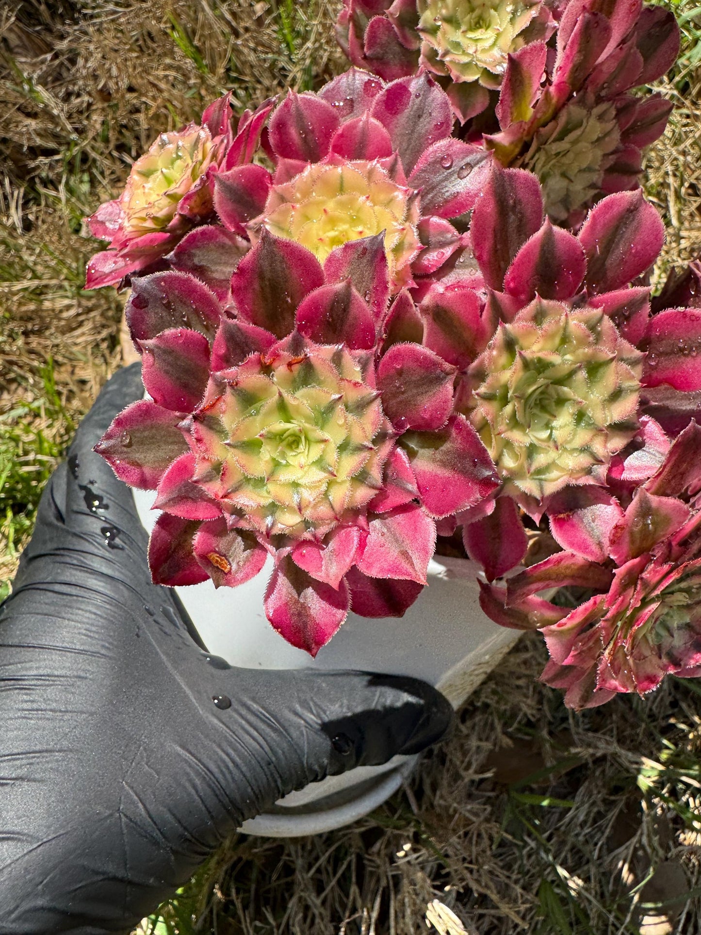 NEW! ‘Aeonium Zwartkin’ with White variegated , 6inches