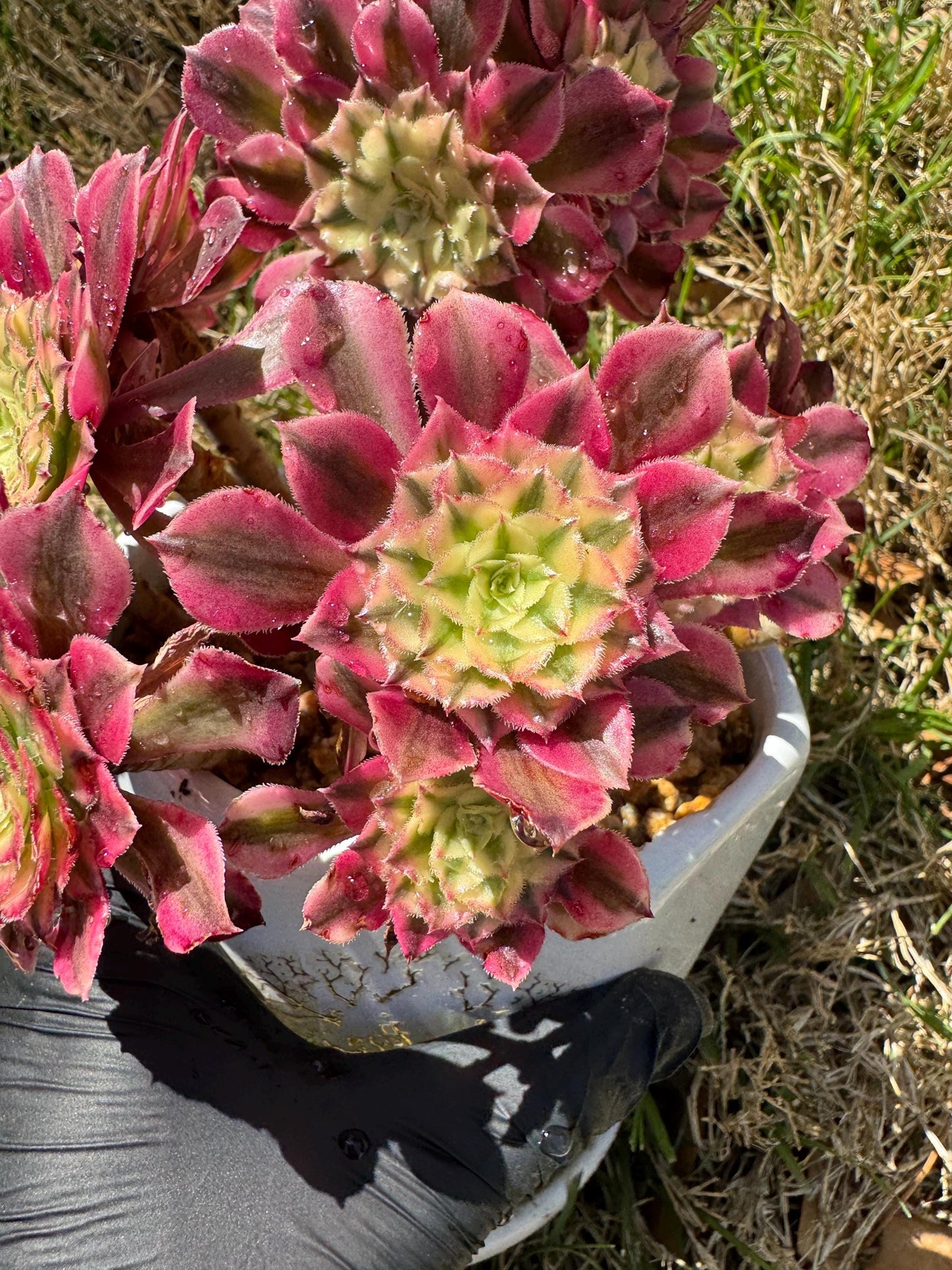 NEW! ‘Aeonium Zwartkin’ with White variegated , 6inches