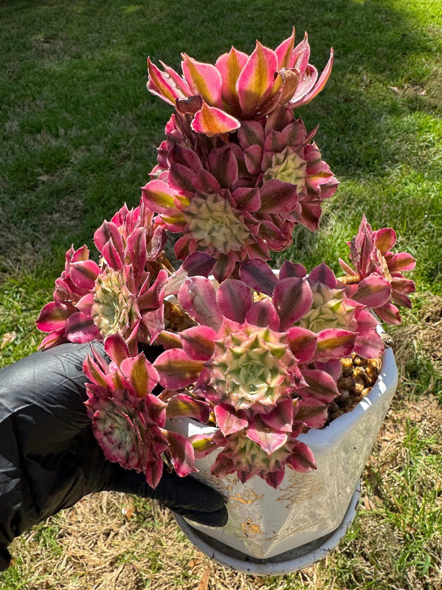 NEW! ‘Aeonium Zwartkin’ with White variegated , 6inches
