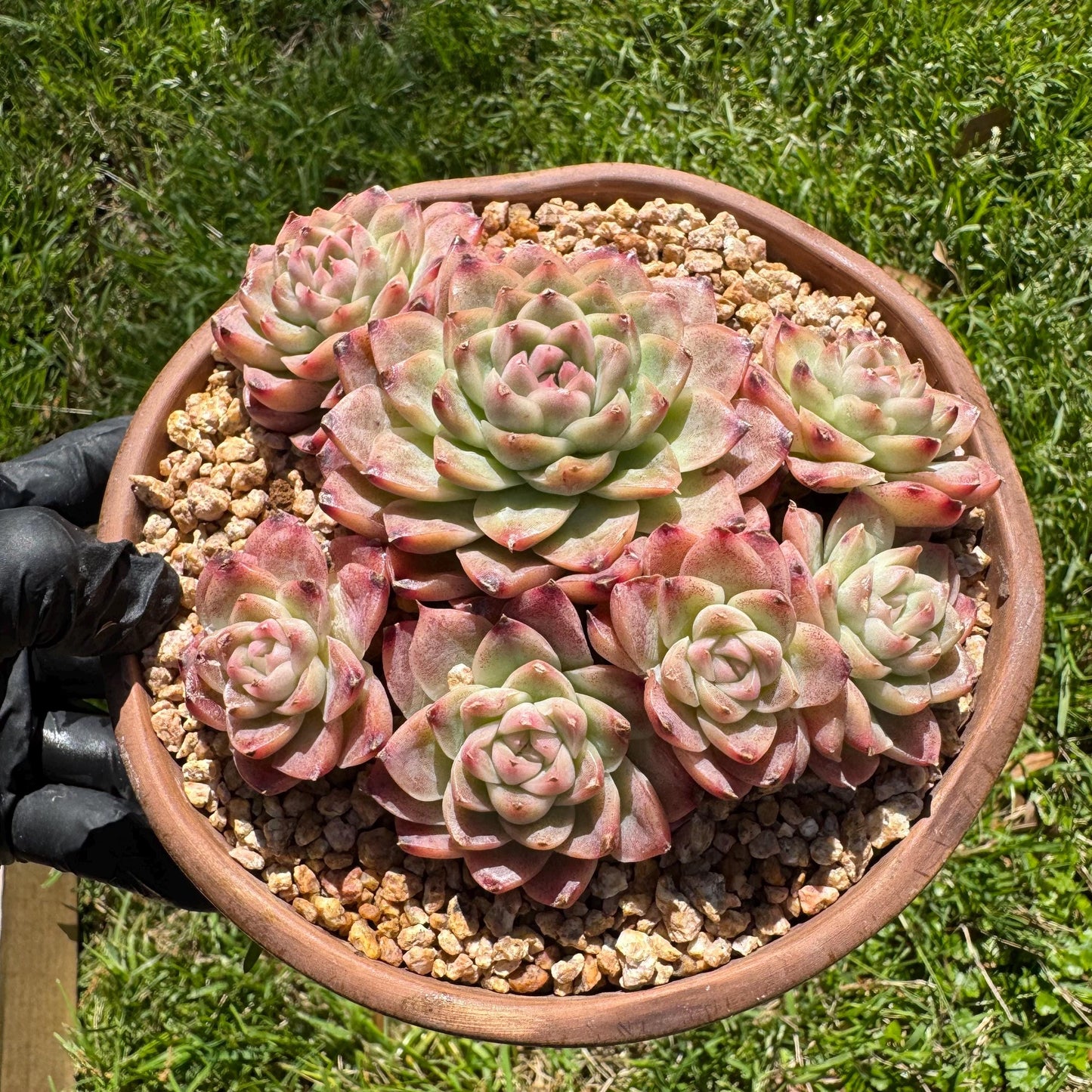 Echeveri' Elegans hybrid.' cluster, 4.3inches,7heads