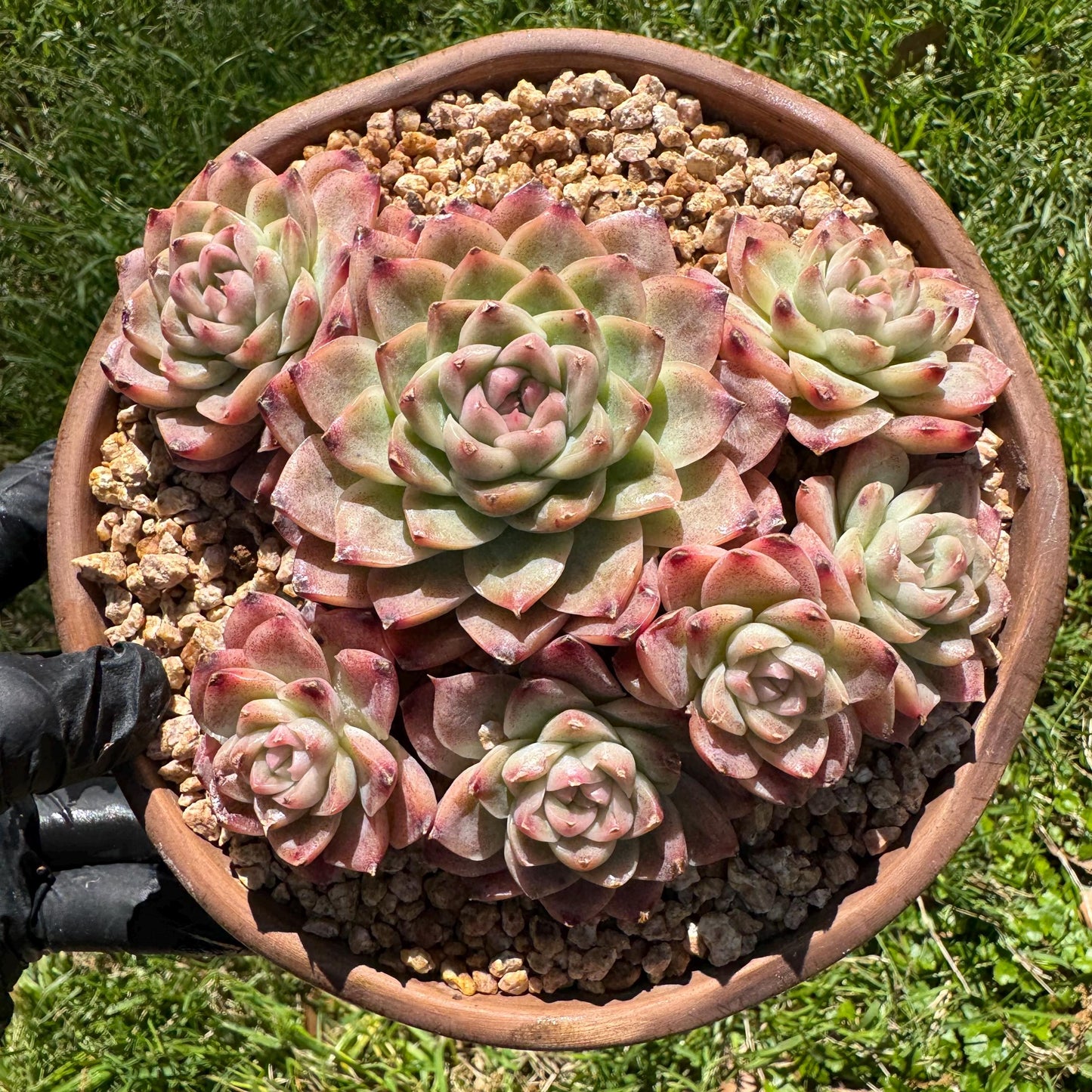 Echeveri' Elegans hybrid.' cluster, 4.3inches,7heads