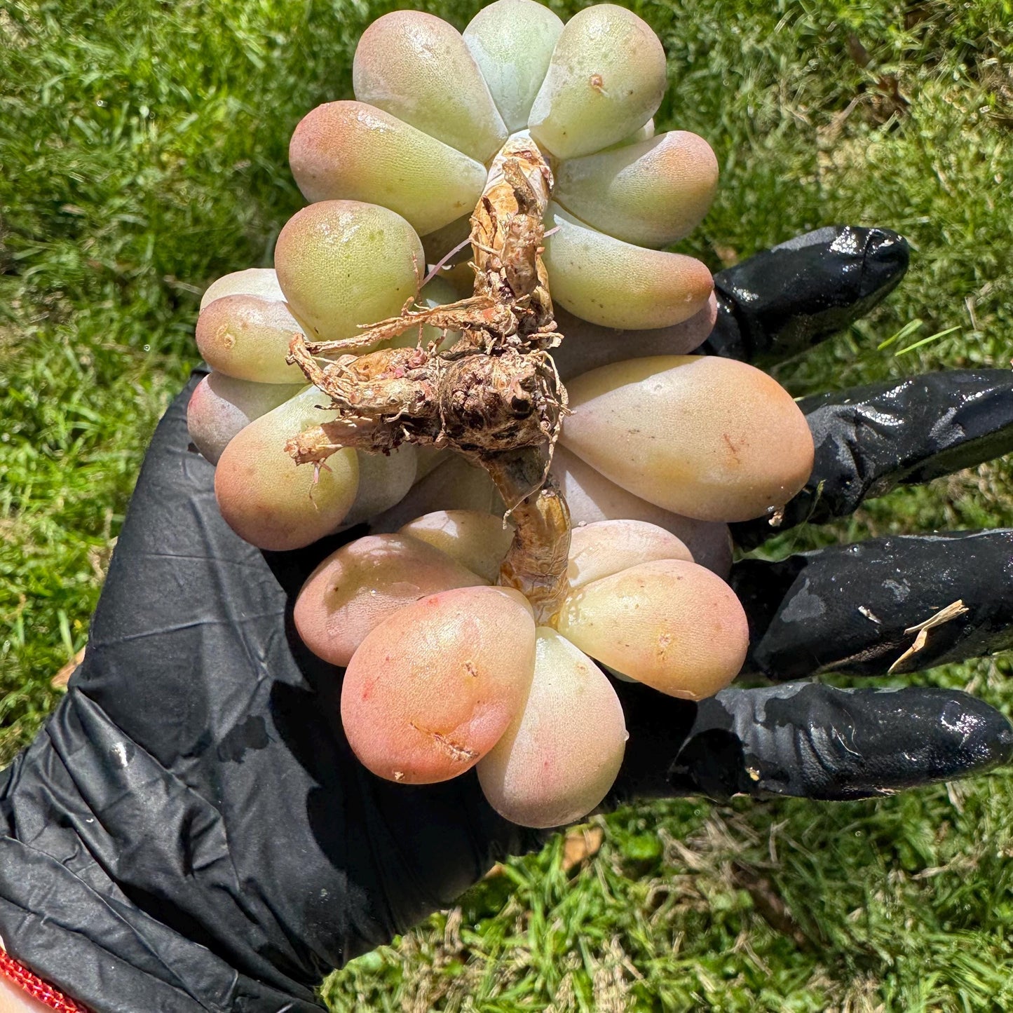 Rare succulents, Pachyveria 'Elaine Reinelt' cluster, 3.6inches, 4heads
