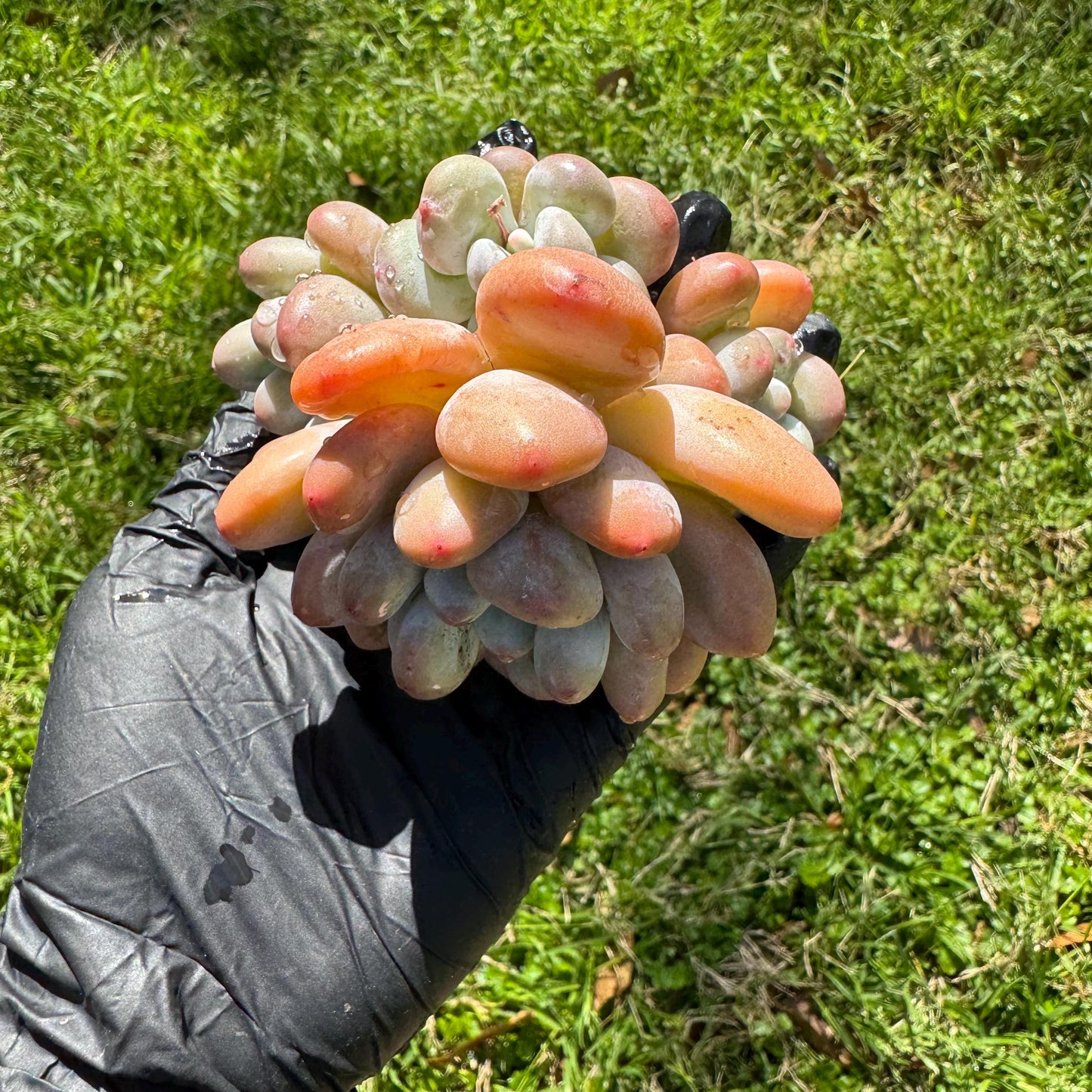 Rare succulents, Pachyveria 'Elaine Reinelt' cluster, 3.6inches, 4heads