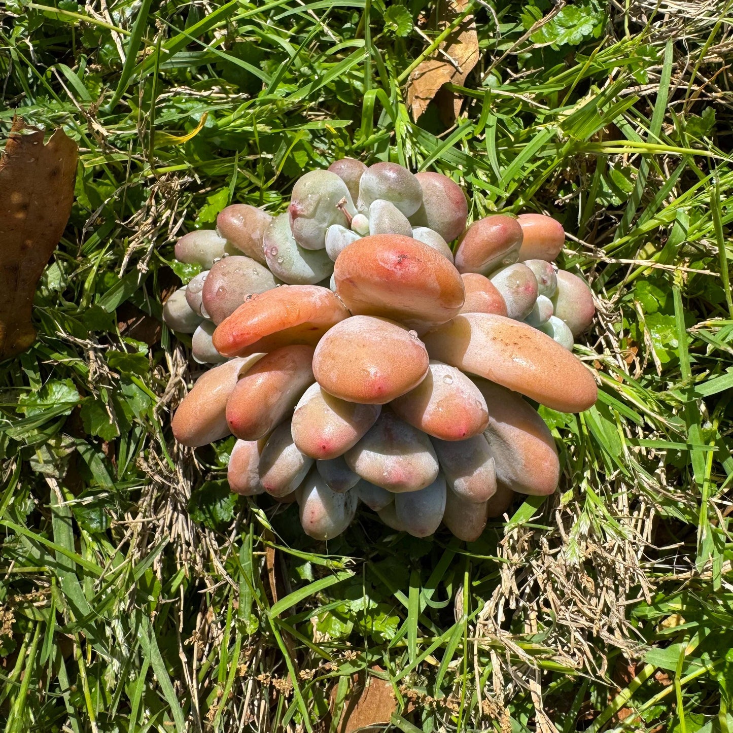 Rare succulents, Pachyveria 'Elaine Reinelt' cluster, 3.6inches, 4heads