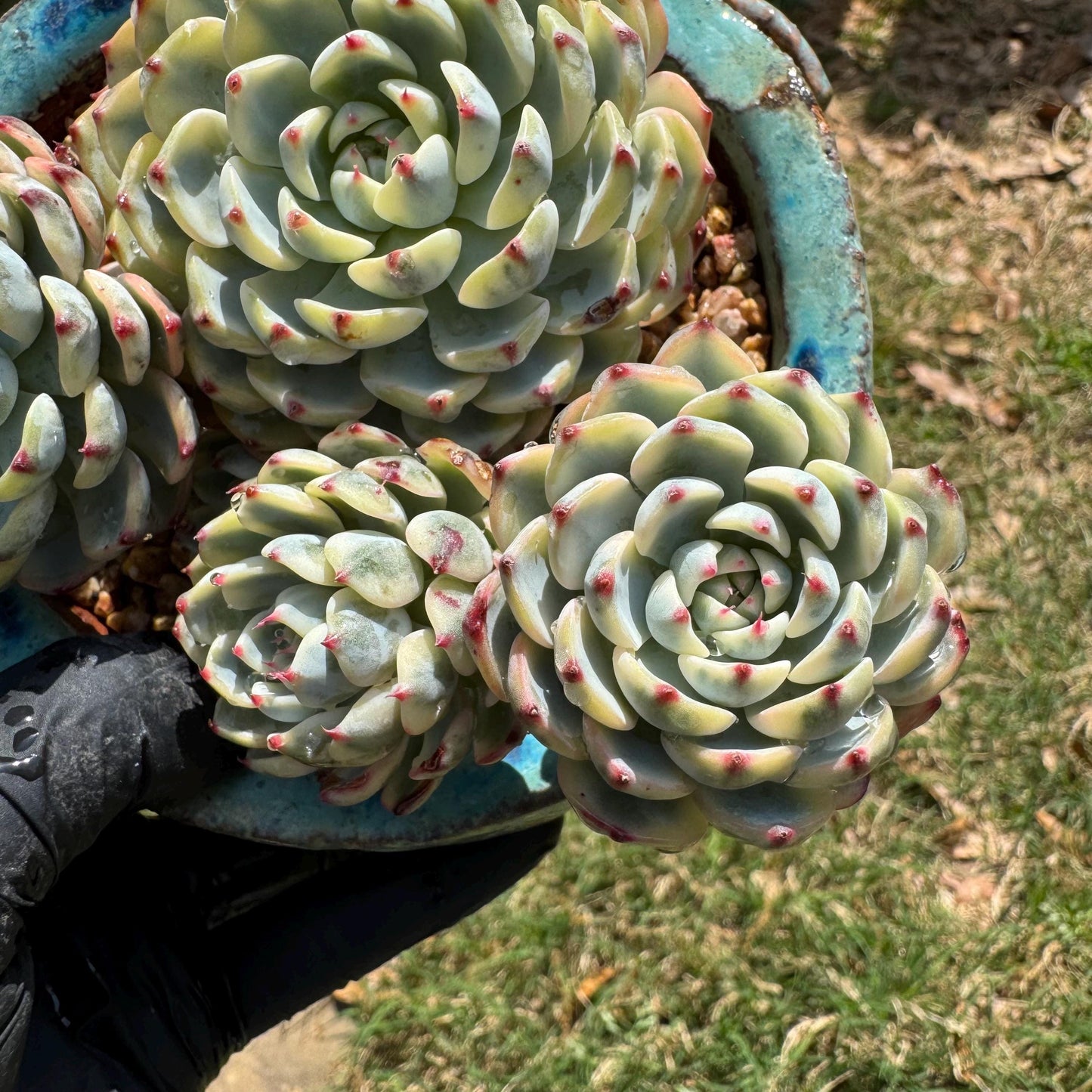 Rare succulents, Echeveria 'Minima variegated' cluster, 3.7inches