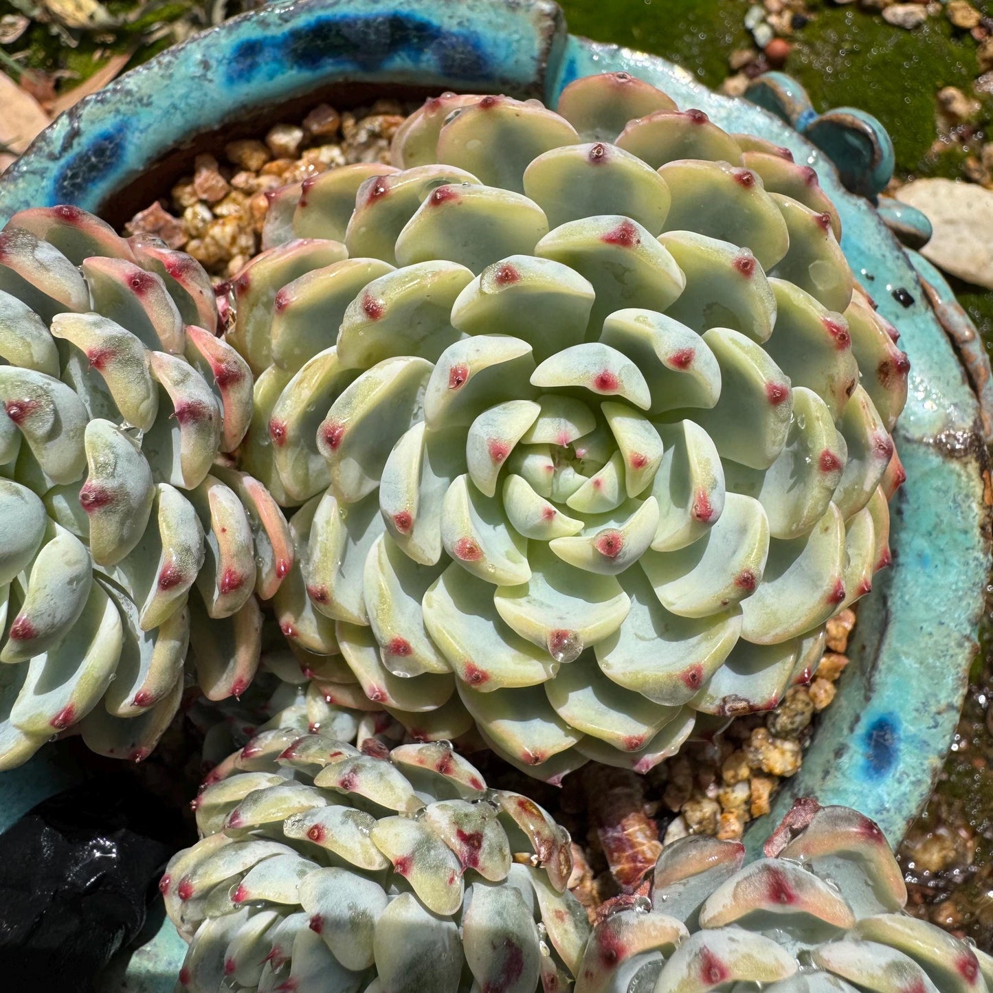 Rare succulents, Echeveria 'Minima variegated' cluster, 3.7inches