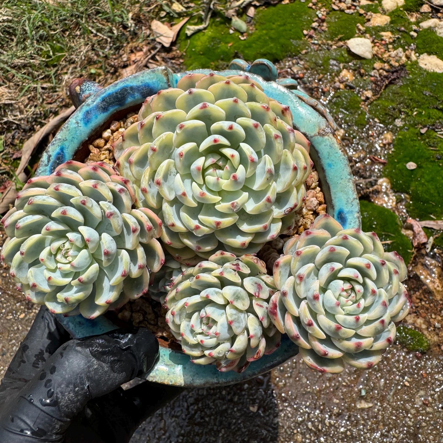 Rare succulents, Echeveria 'Minima variegated' cluster, 3.7inches