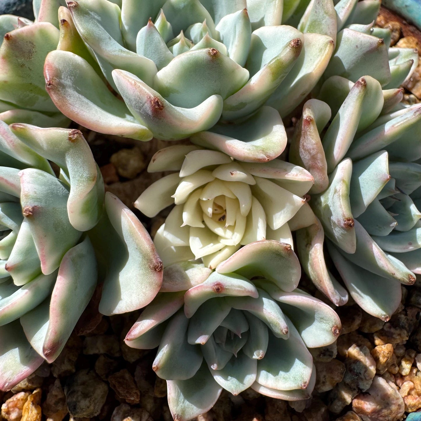 Rare Succulents plants, Echeveria 'Atlantis variegated' cluster, 3.2inches
