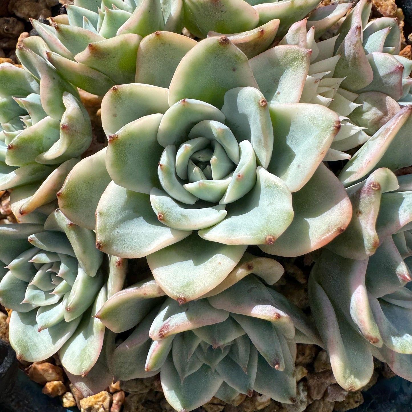 Rare Succulents plants, Echeveria 'Atlantis variegated' cluster, 3.2inches