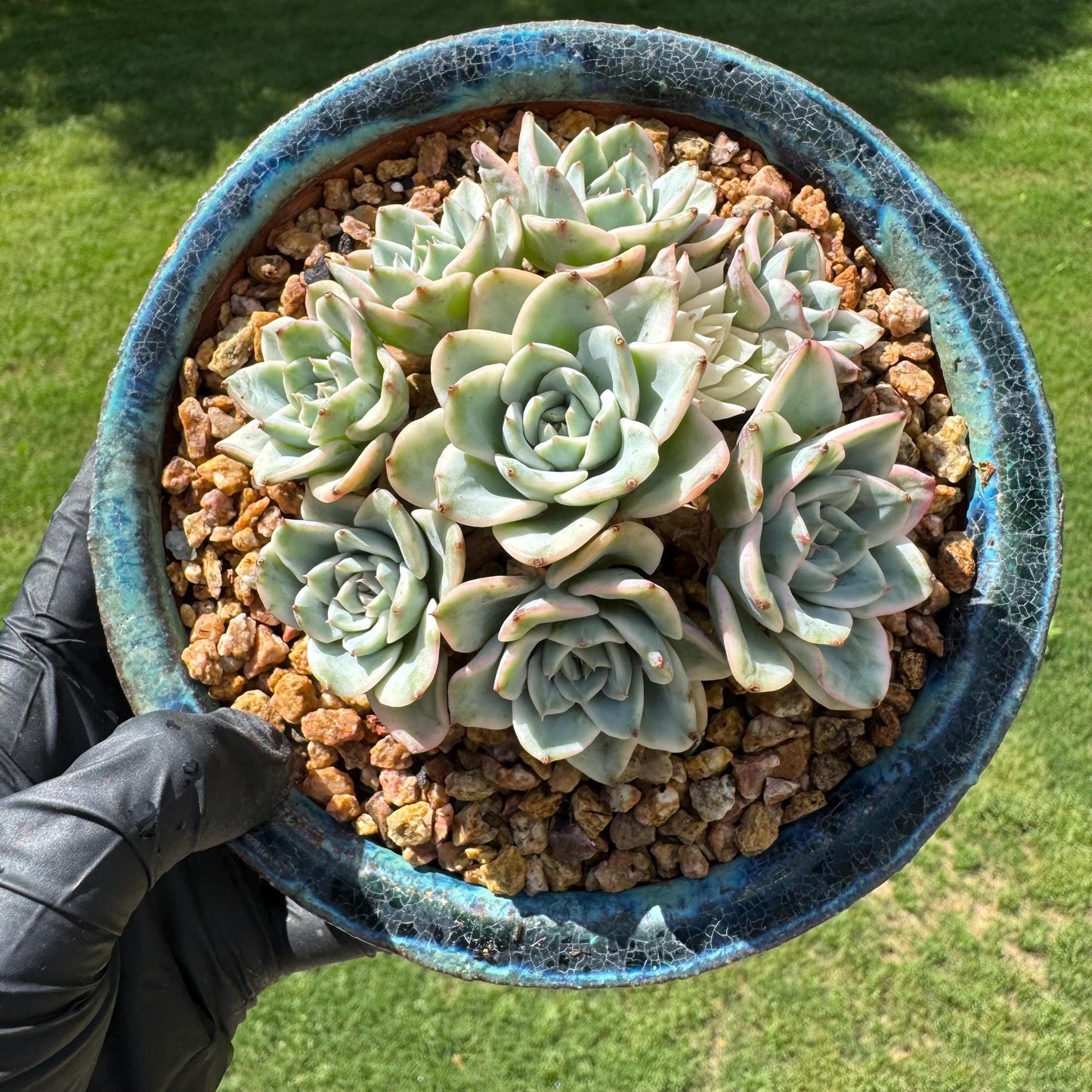Rare Succulents plants, Echeveria 'Atlantis variegated' cluster, 3.2inches