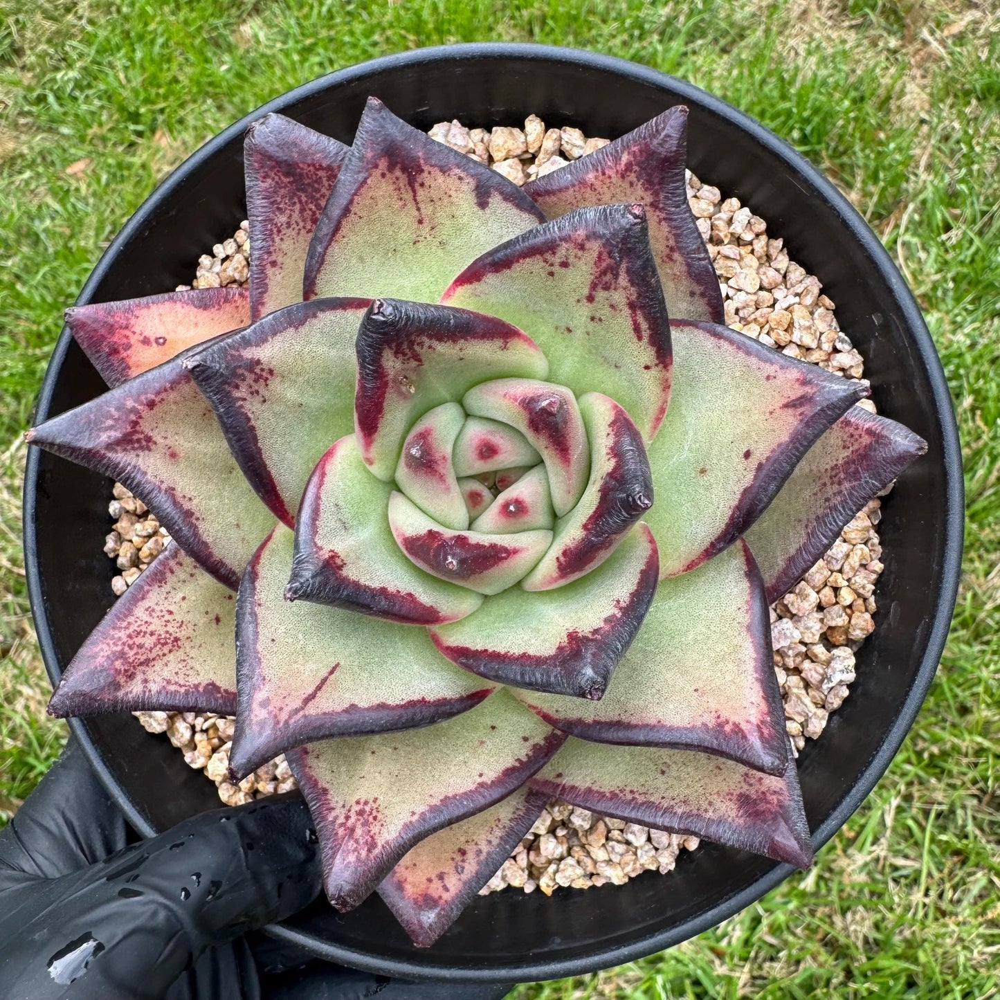 New succulents, Echeveri agavoides 'Ebony', 4.3inches