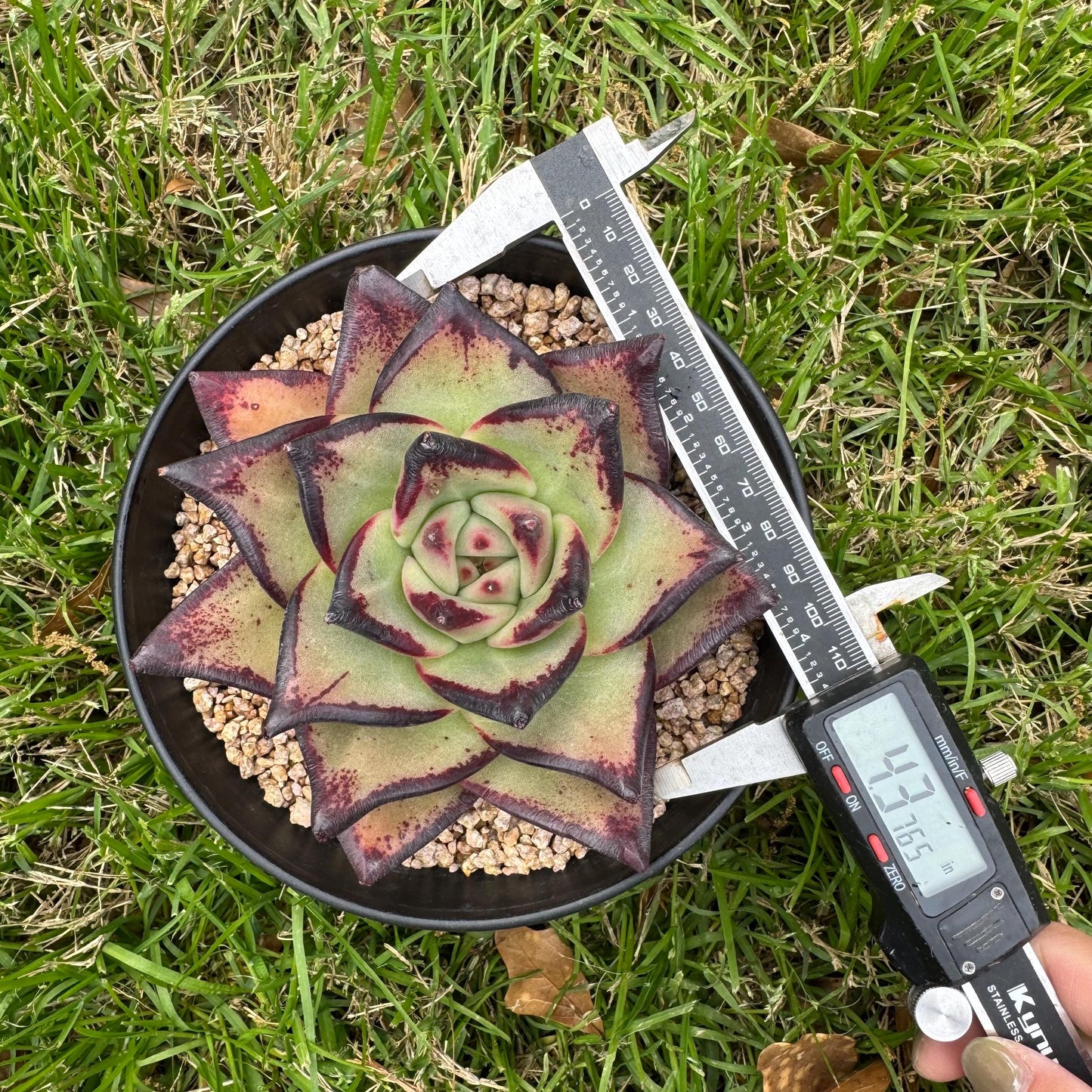 New succulents, Echeveri agavoides 'Ebony', 4.3inches