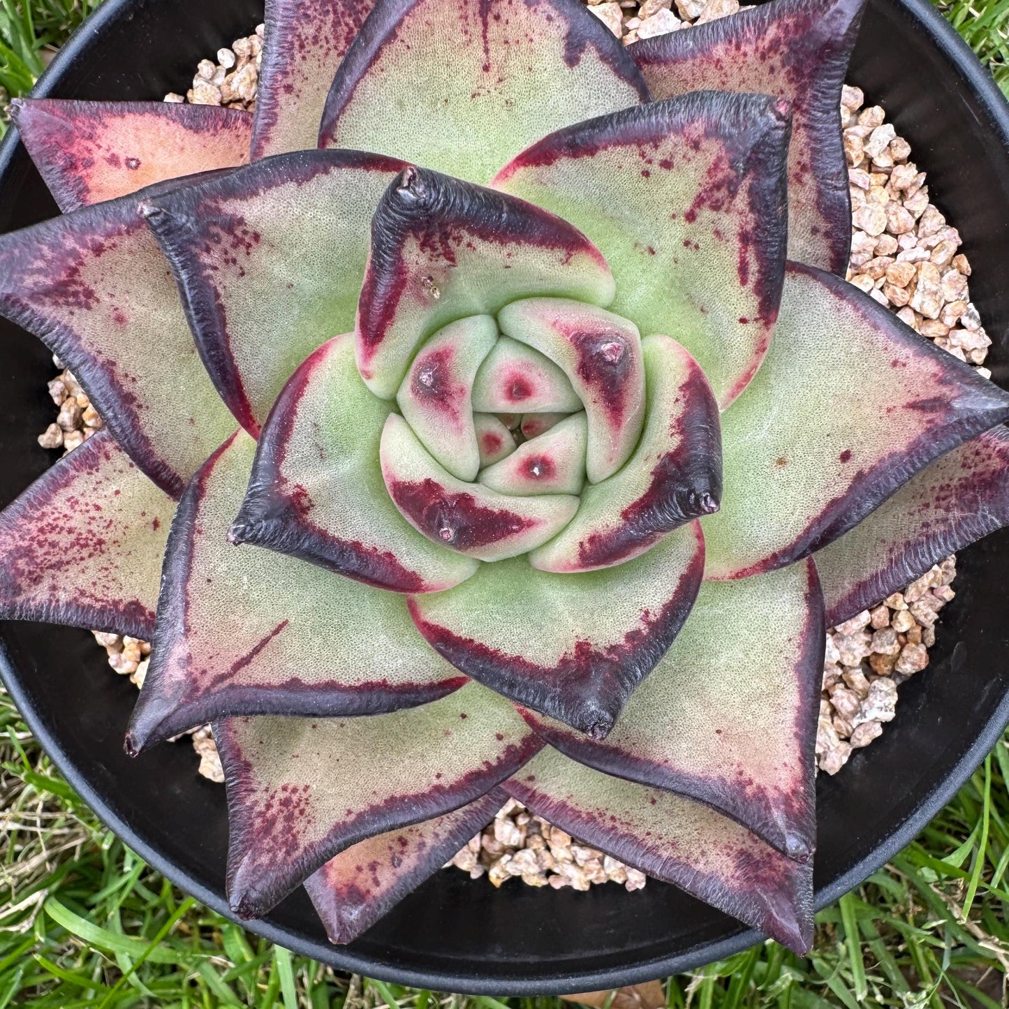 New succulents, Echeveri agavoides 'Ebony', 4.3inches