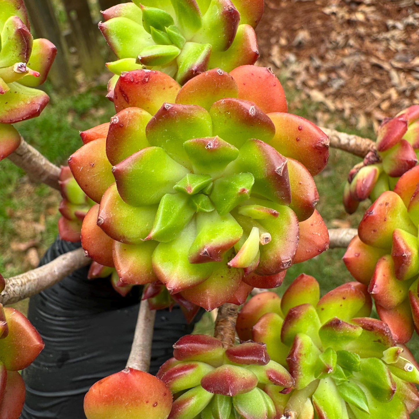 New succulents, Echeveria 'red lantern' cluster, 3.6inches