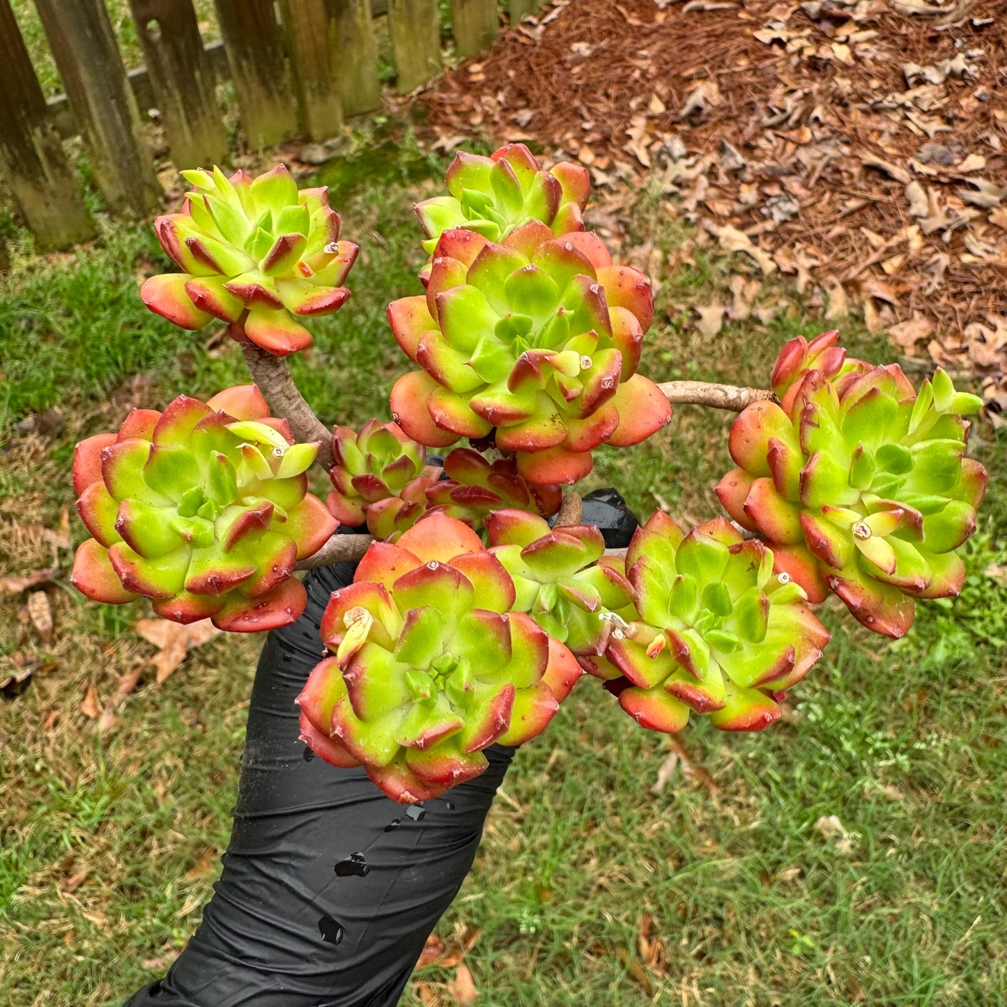 New succulents, Echeveria 'red lantern' cluster, 3.6inches