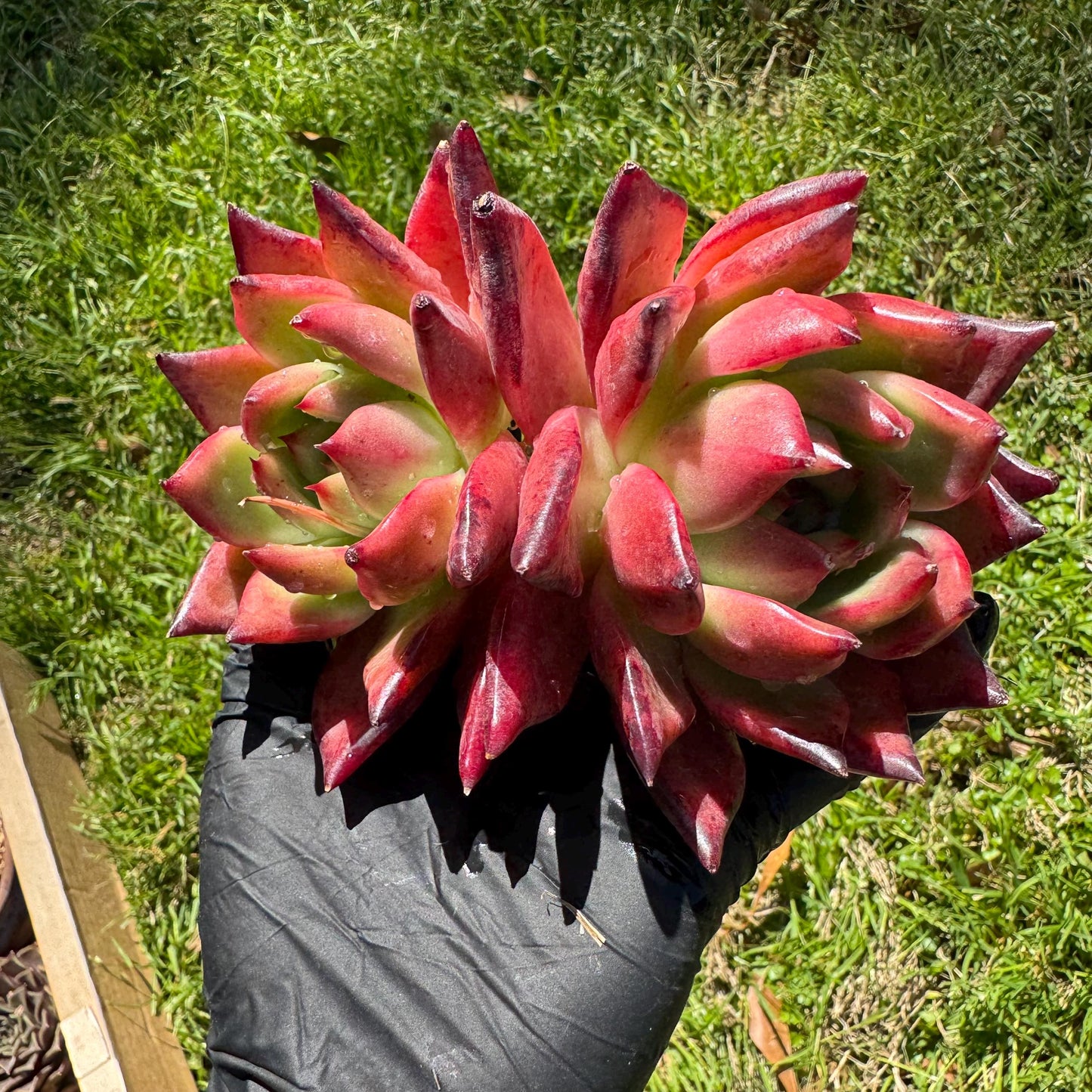 New succulents plants, Echeveria 'agavoides hybrid' , 4.3inches