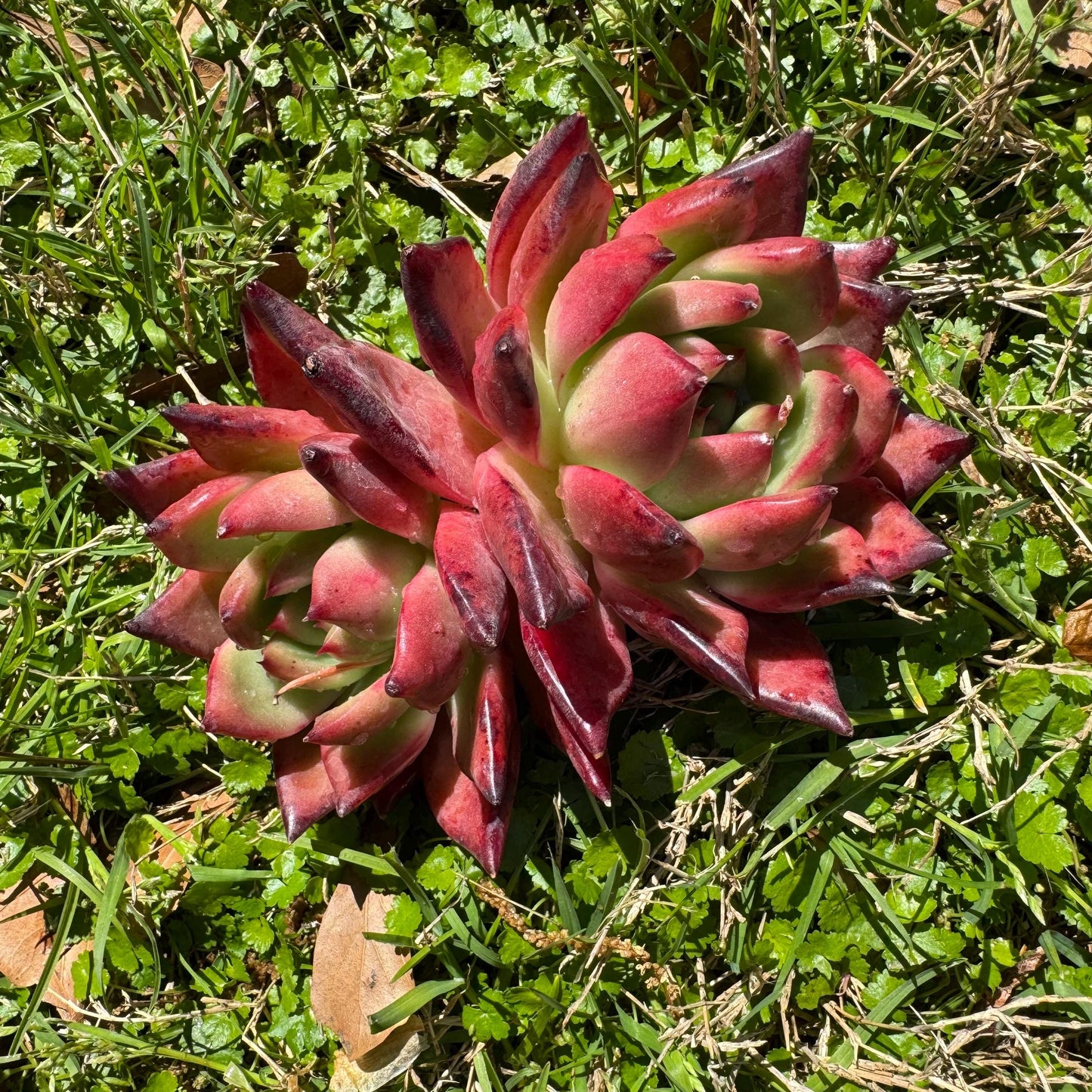 New succulents plants, Echeveria 'agavoides hybrid' , 4.3inches