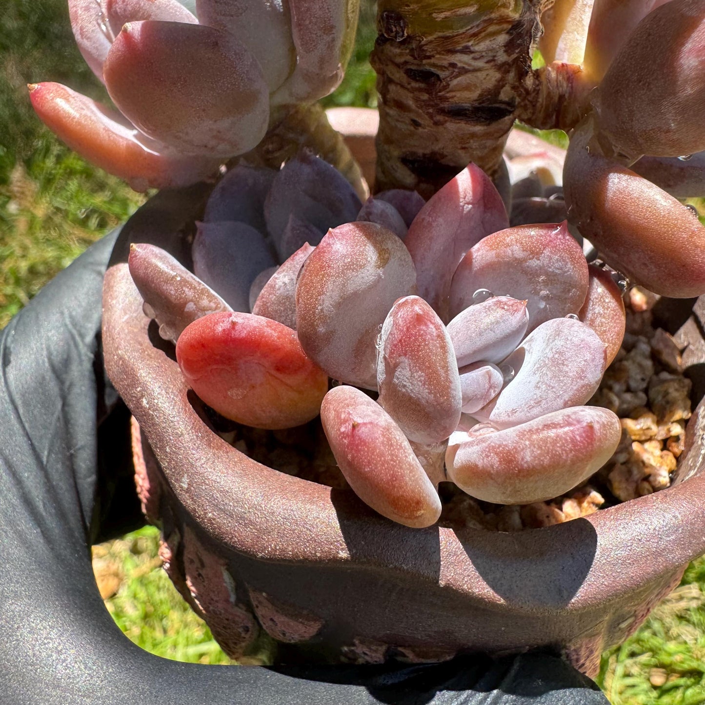 New succulents, Echeveri' Mexican beauty hybrid' cluster, 2.5inches