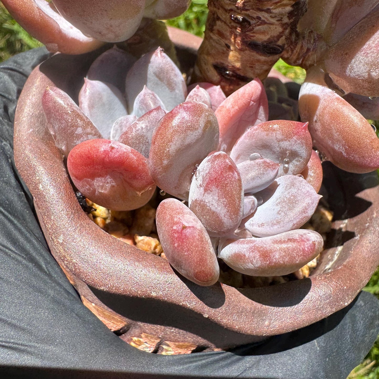 New succulents, Echeveri' Mexican beauty hybrid' cluster, 2.5inches