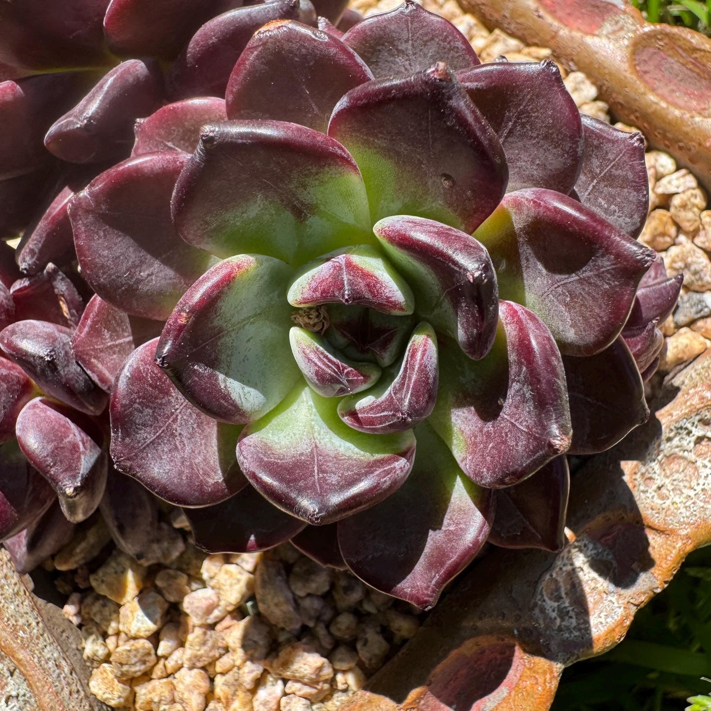 New succulents plants, Echeveri'purple fog’ , 3.5inches
