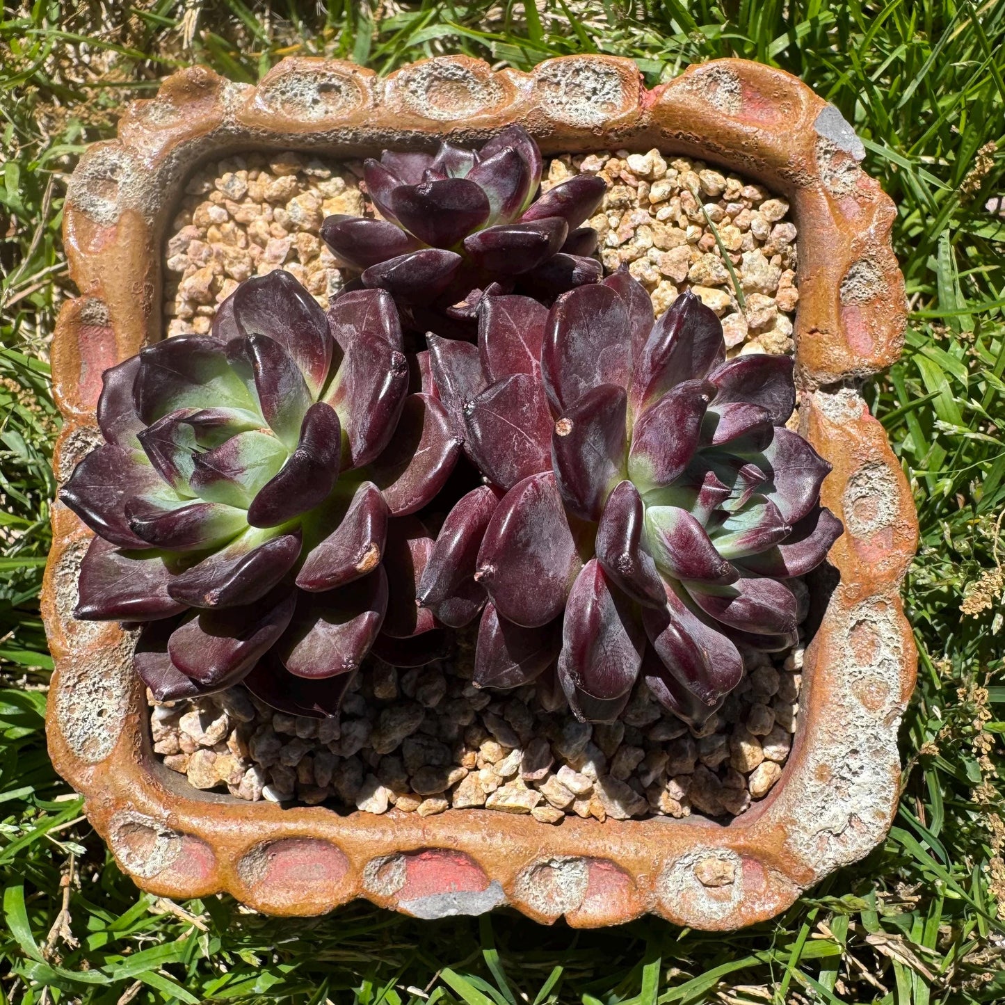 New succulents plants, Echeveri'purple fog’ , 3.5inches
